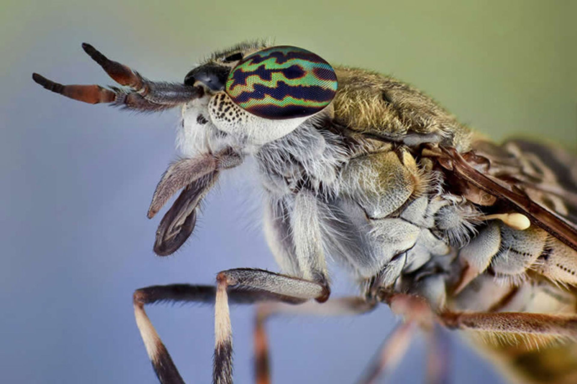 نمای نزدیک از چهره یک مانتیس