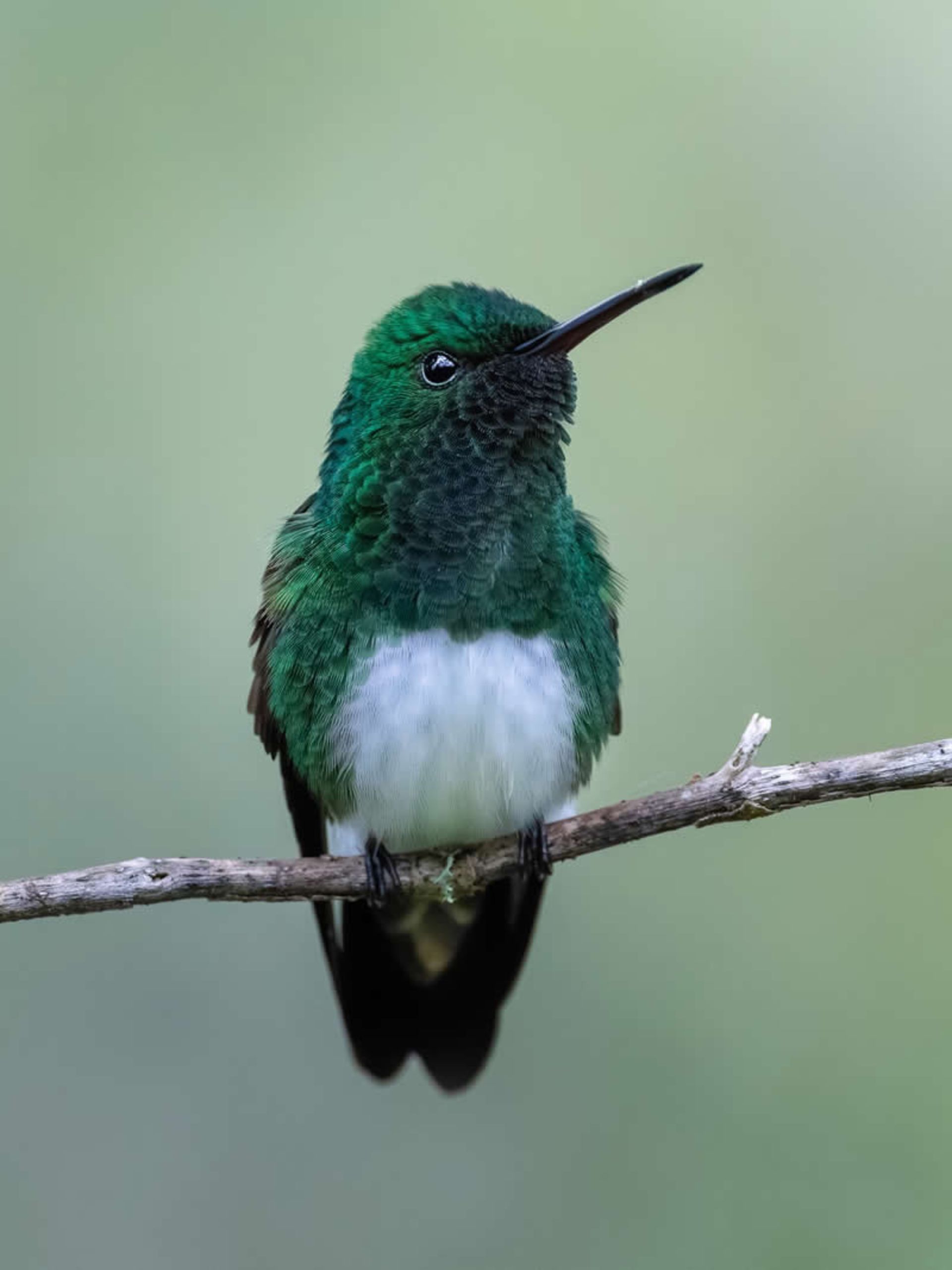 مرغ مگس‌خوار سبزرنگ در جنگل‌های بارانی