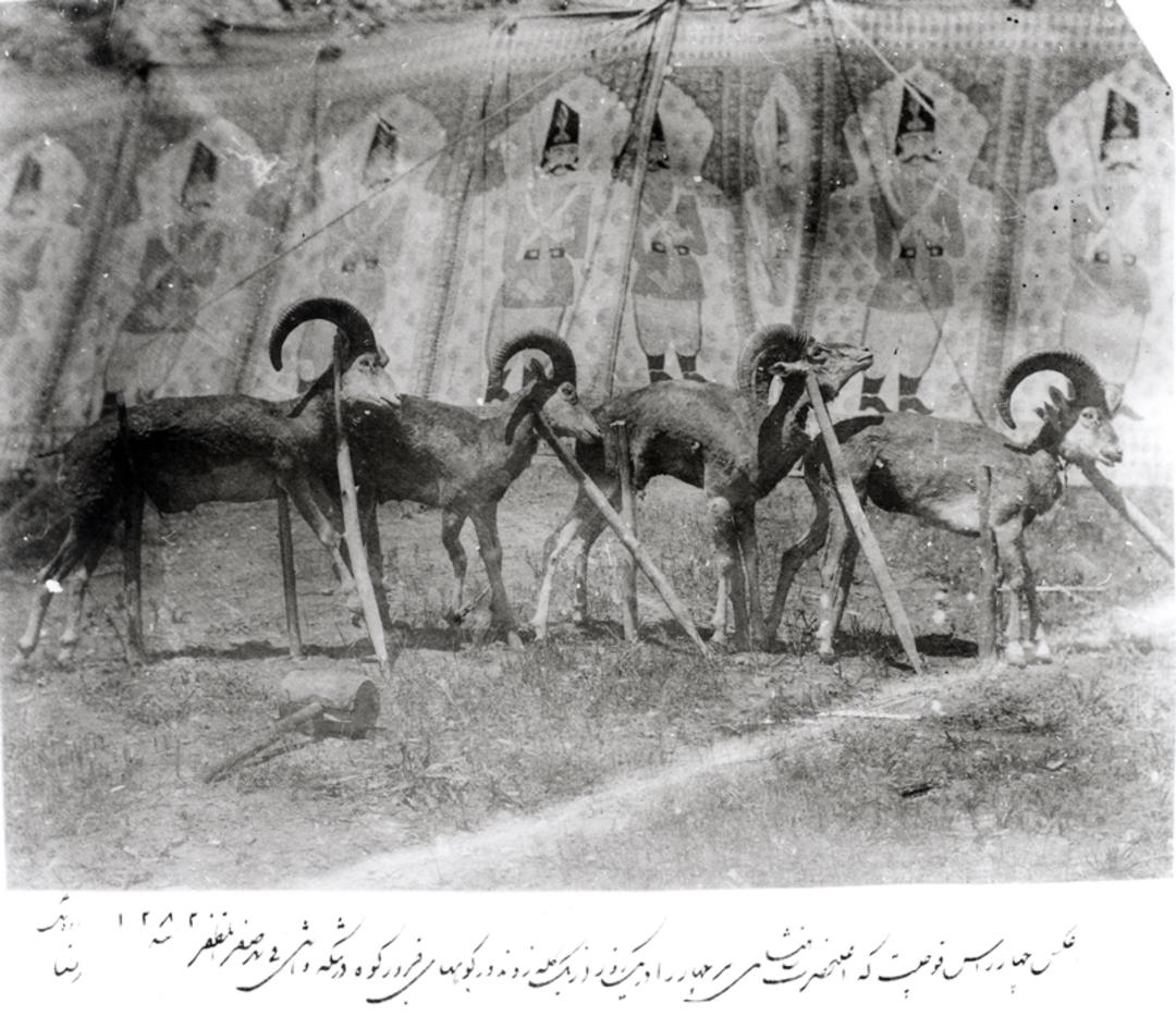 شکار قوچ توسط شاه قاجار