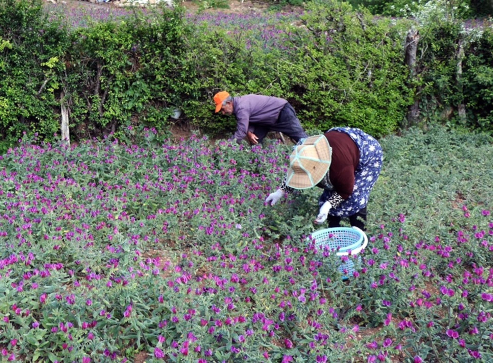 برداشت گل گاو زبان در گیلان