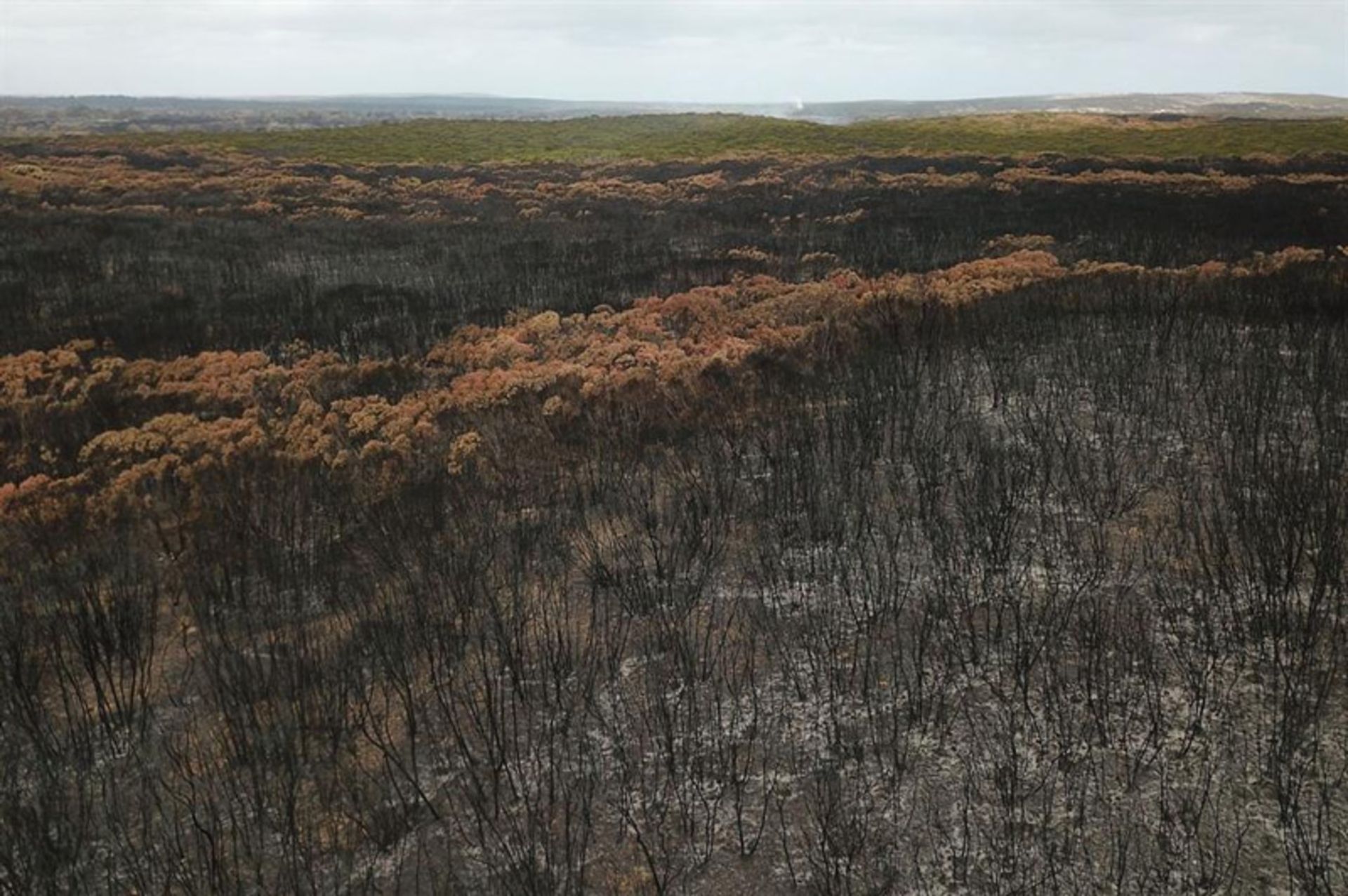 جنگل ها و مراتع سوخته استرالیا