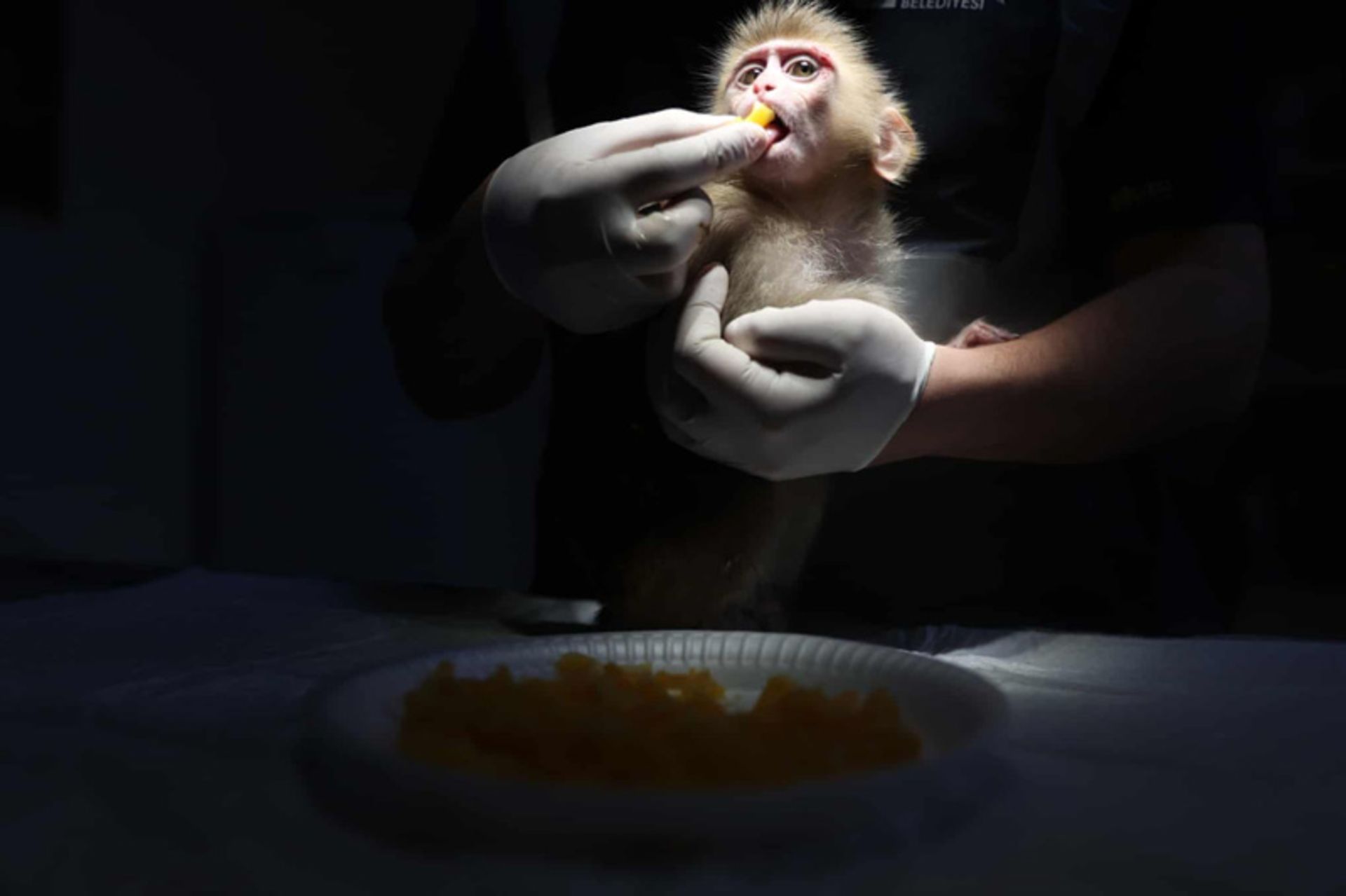 غذا دادن به بچه میمون در ترکیه