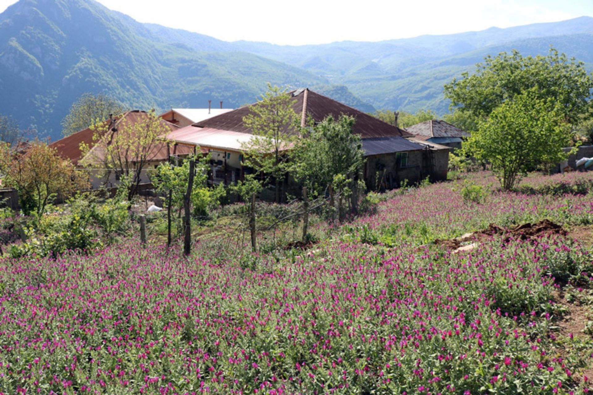 برداشت گل گاو زبان در گیلان