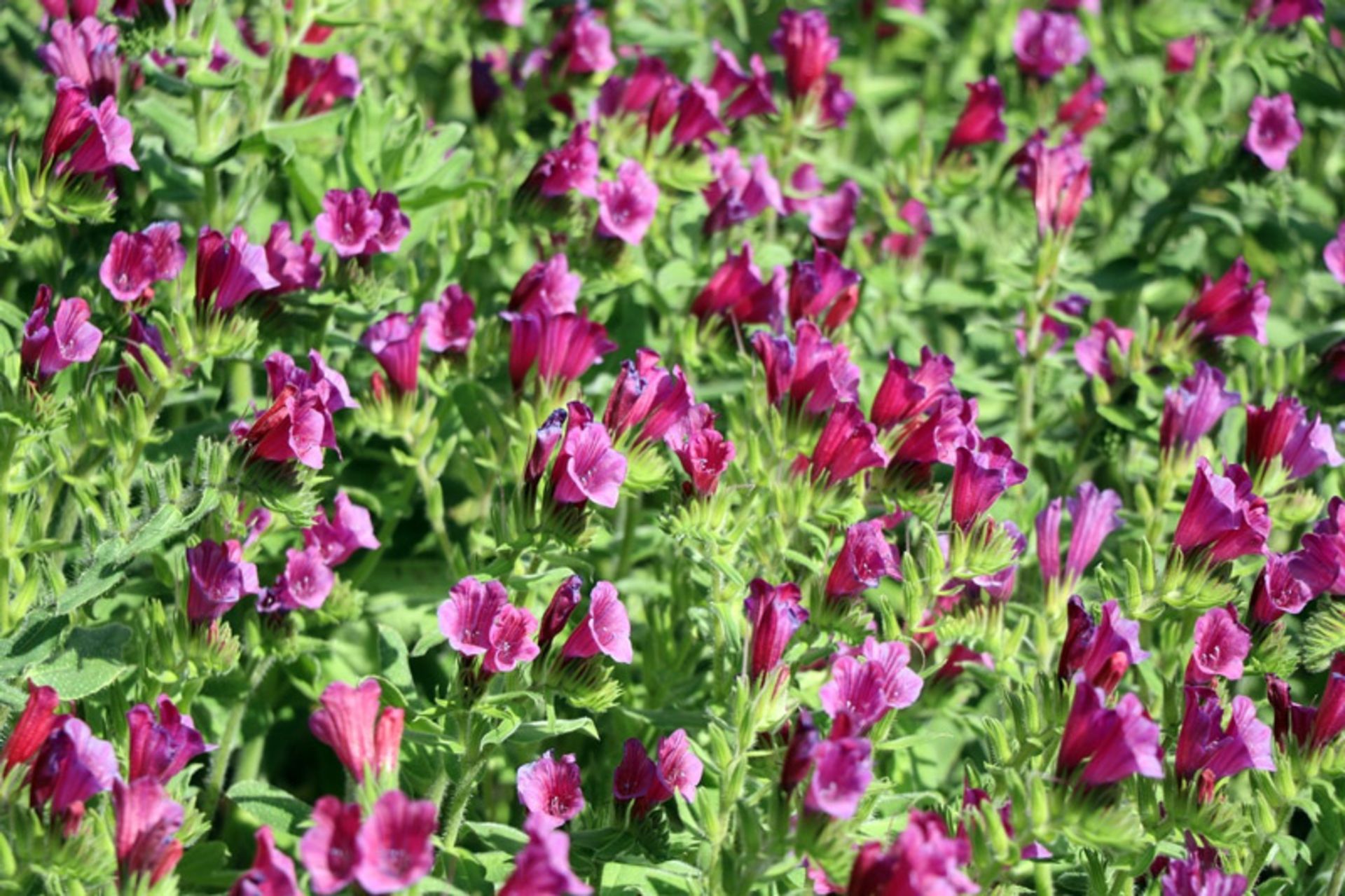 برداشت گل گاو زبان در گیلان