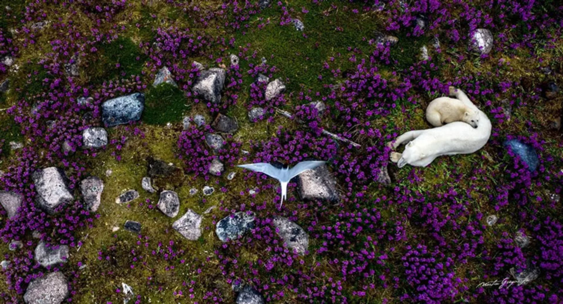 خرس‌های قطبی در ساحل شمالگان