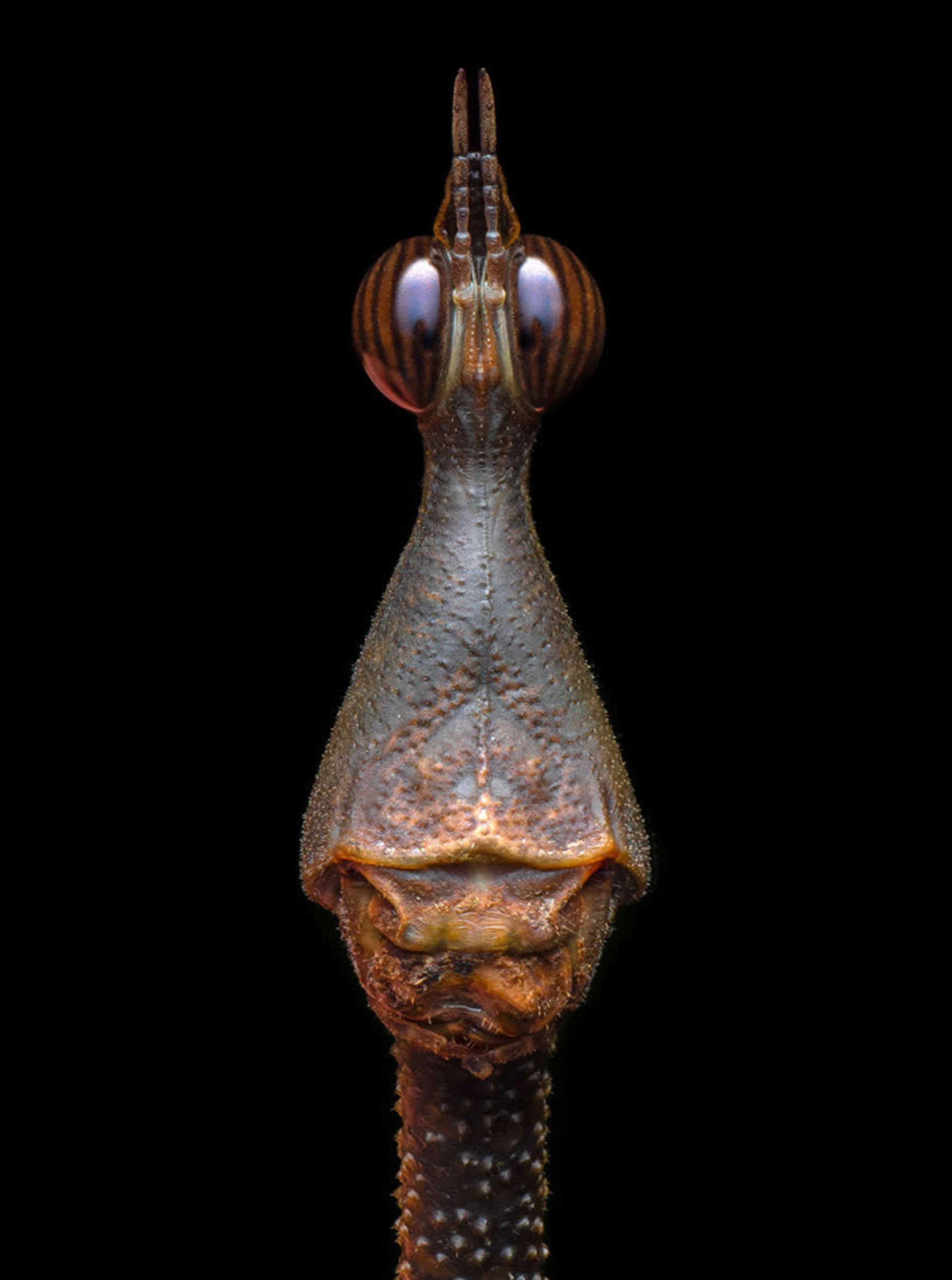 چشم‌های یک حشره از نمای نزدیک