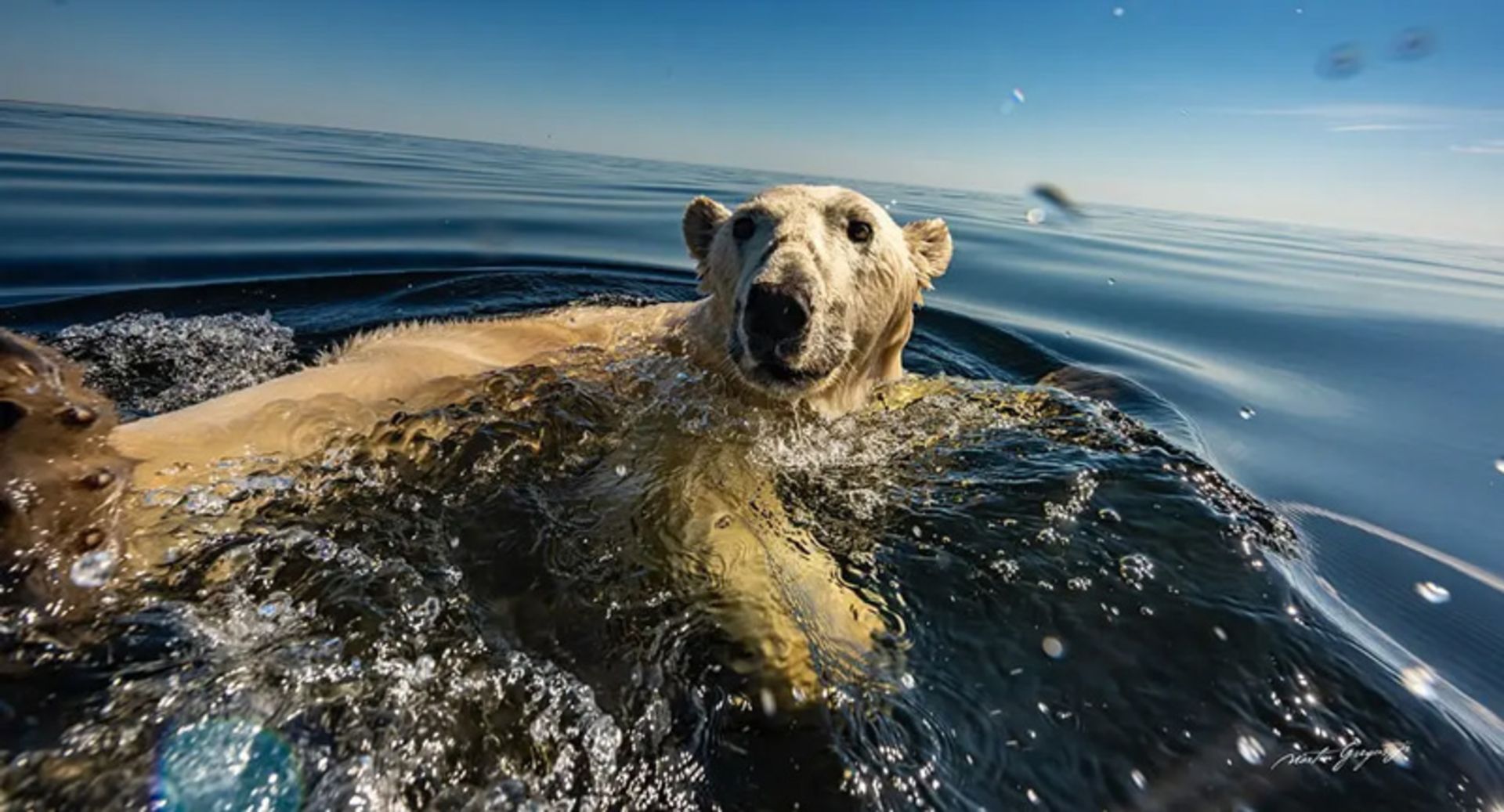 شنا کردن خرس قطبی