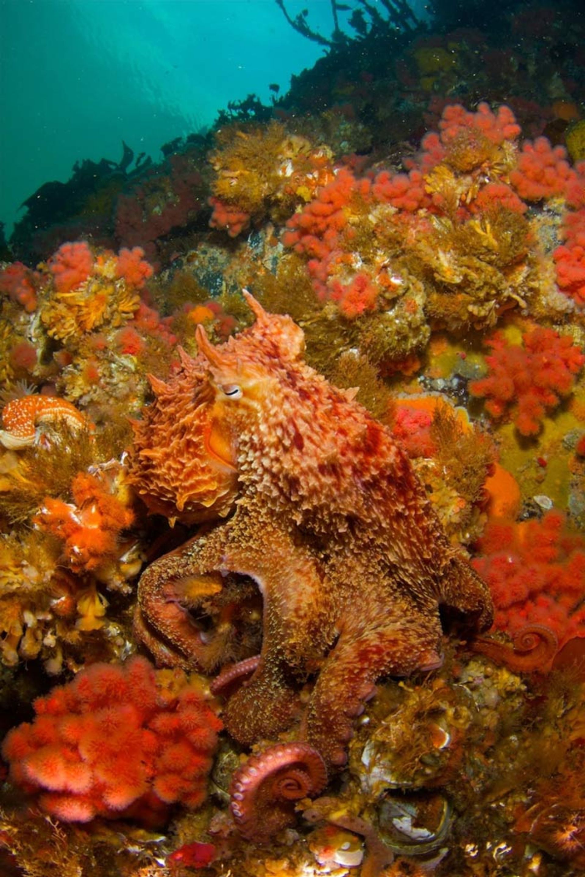 هشت‌پا با بدنی پوشیده از برجستگی‌های پوستی در حال استتار میان مرجان‌های نرم قرمز و نارنجی