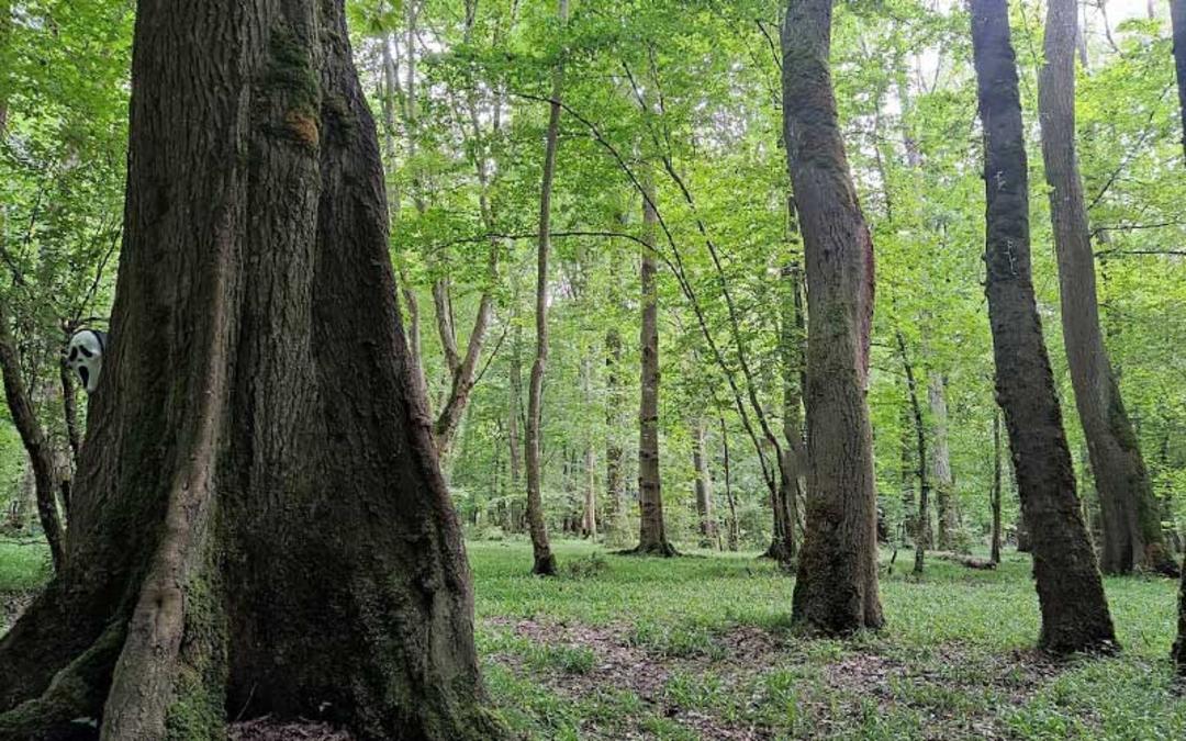 طبیعت جنگل سیسنگان