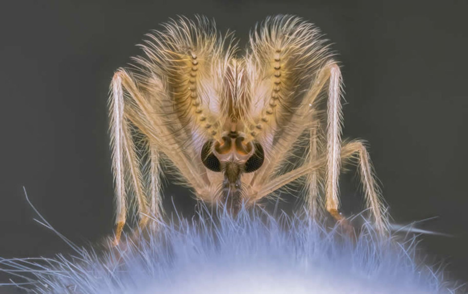 عنکبوتی با چشم مرکب