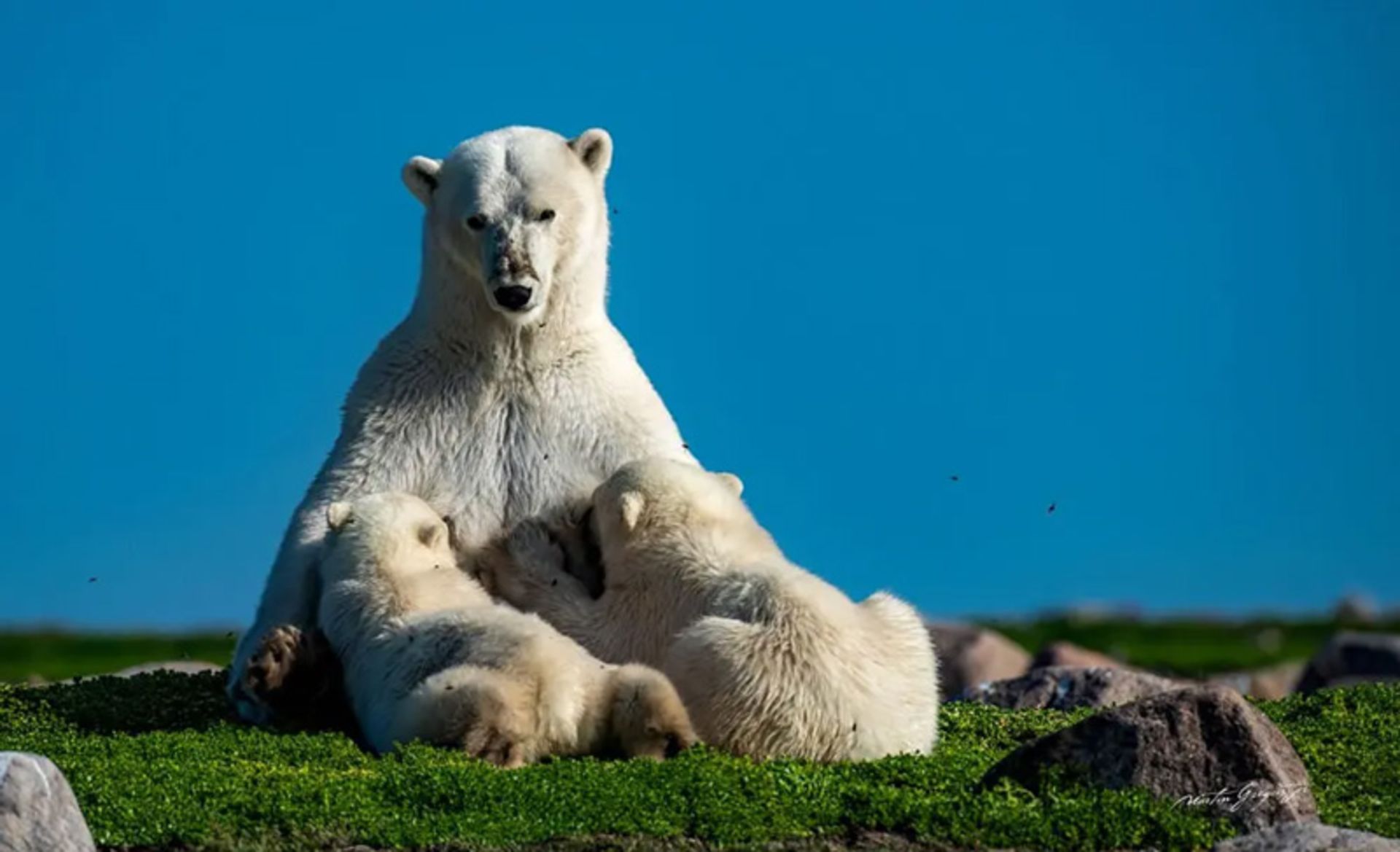 شیر دادن خرس قطبی مادر به توله‌هایش