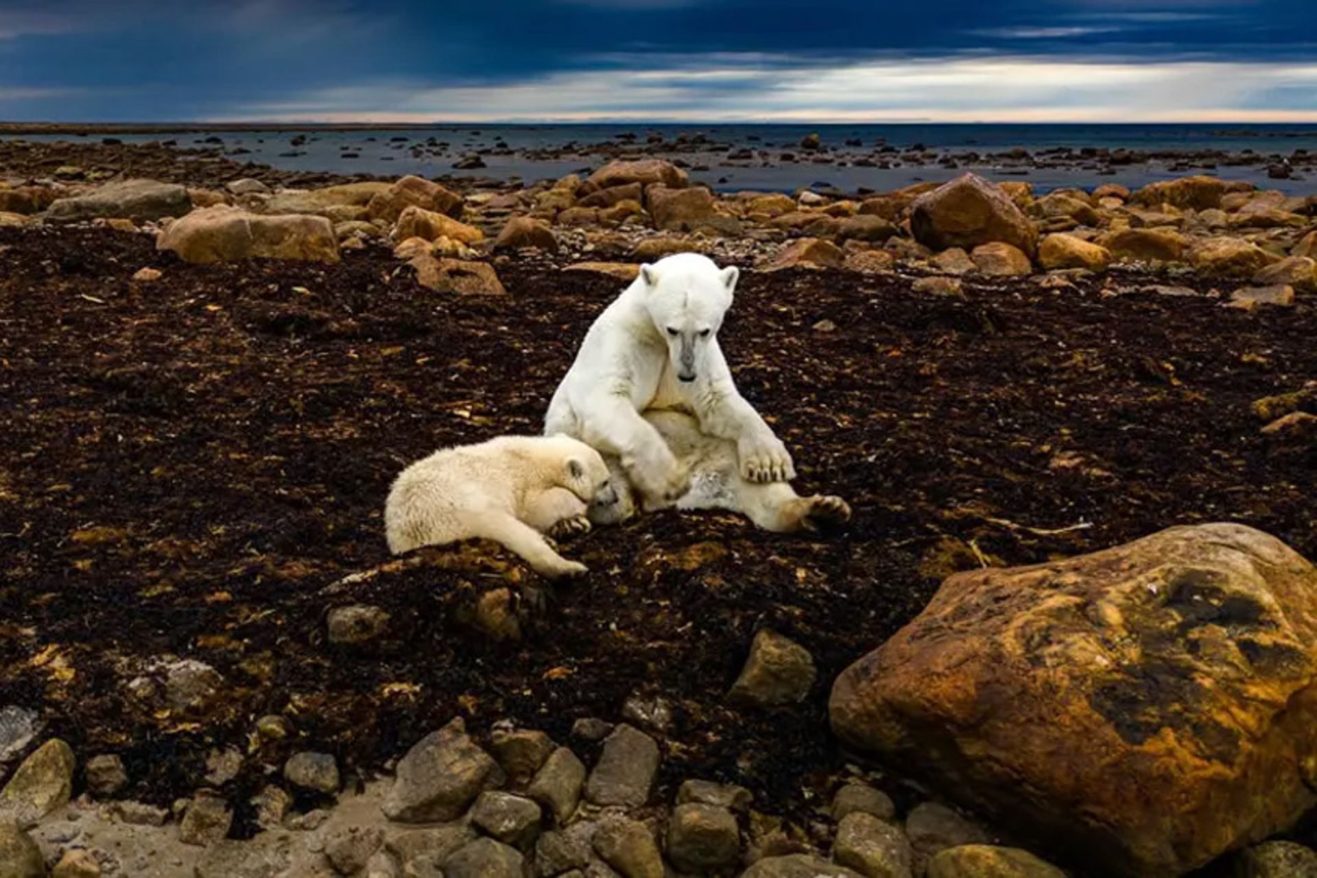 خرس‌های قطبی در سواحل قطب شمال