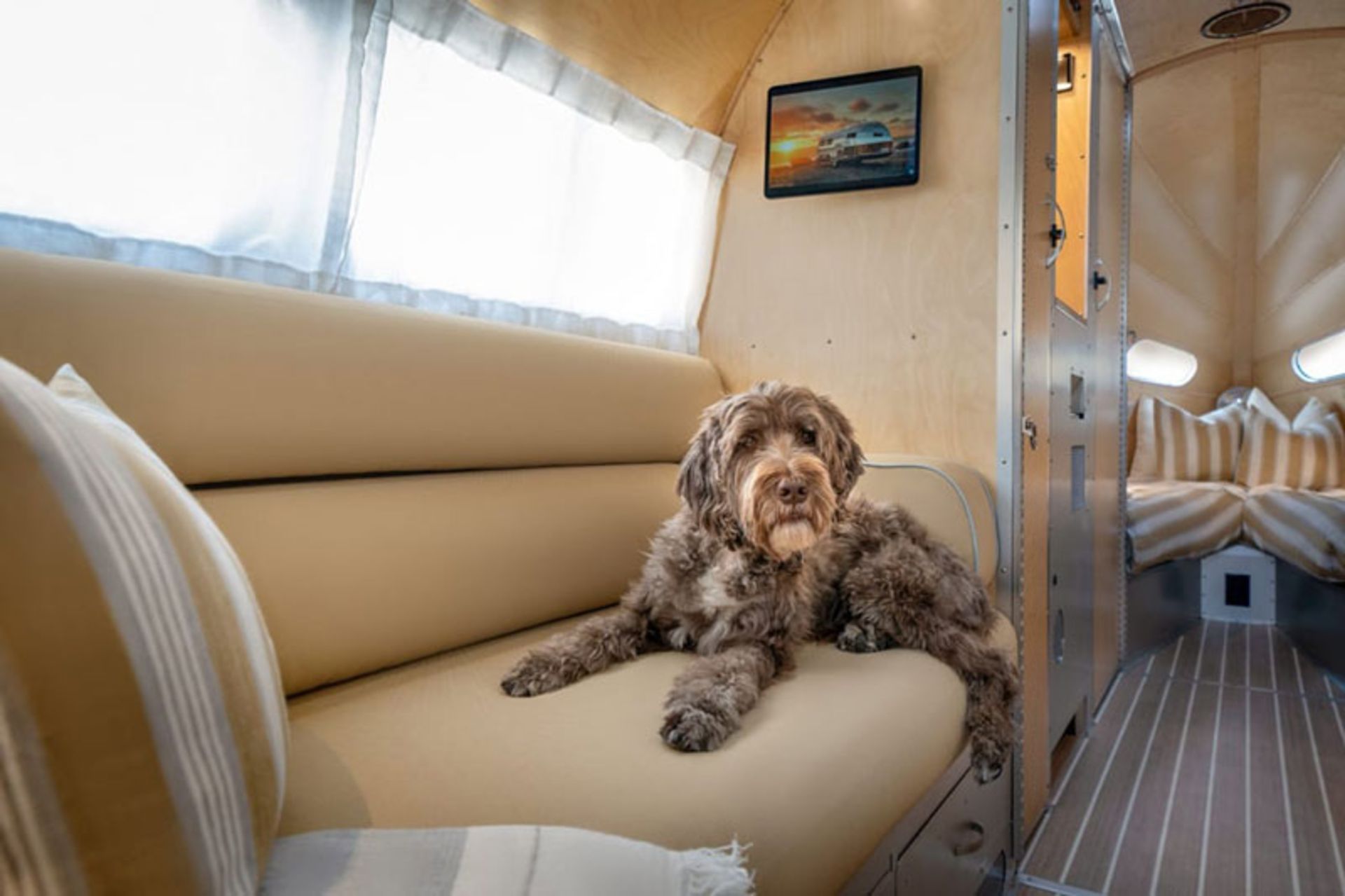 سگ در کاروان لوکس ترا فیرما 