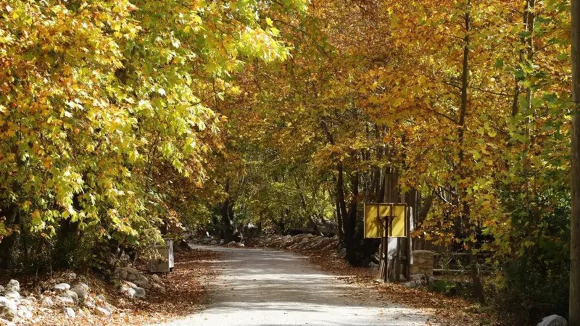 طبیعت پاییزی آنتالیا با برگ های زرد رنگ درختان