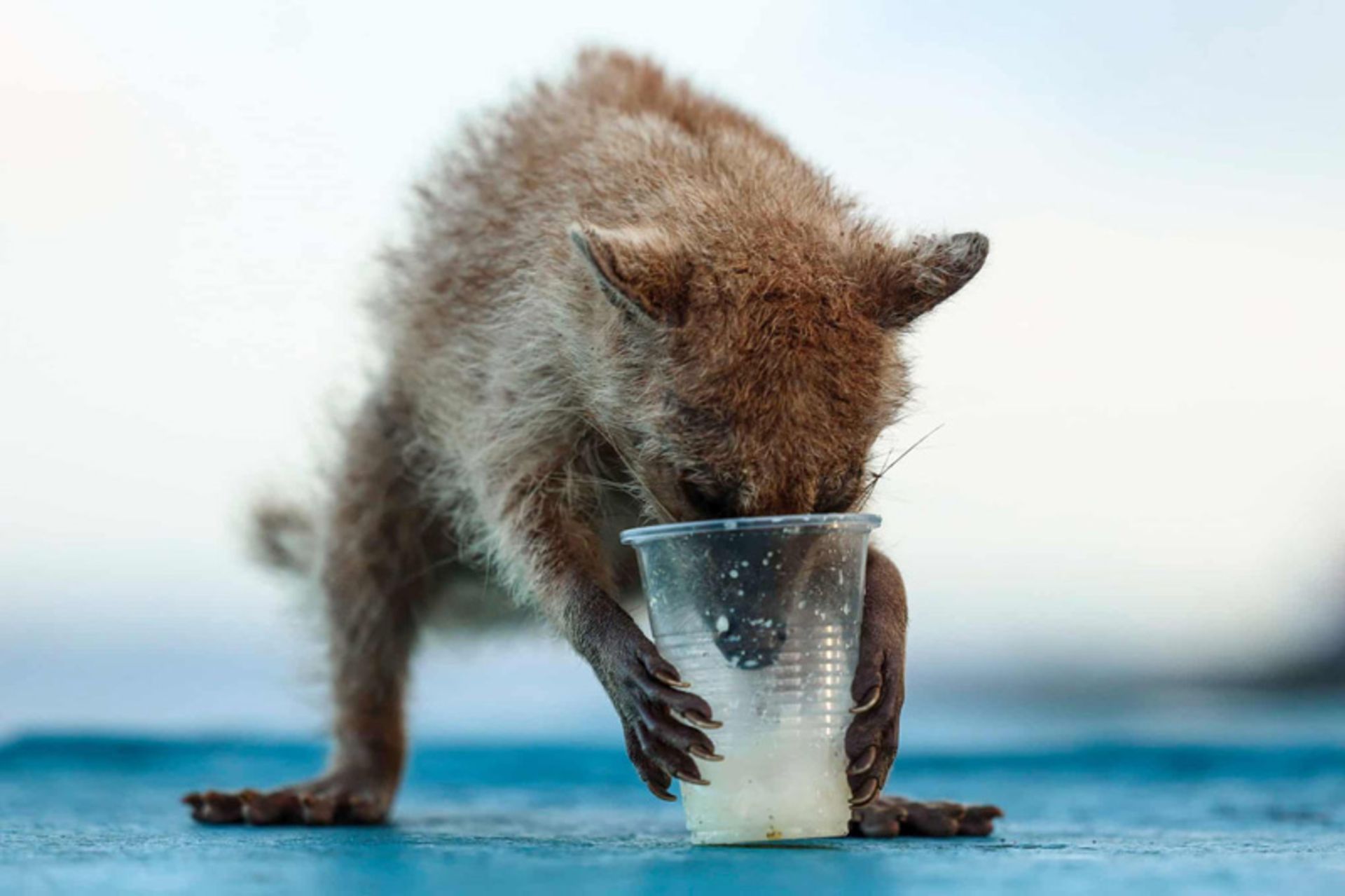 آب خوردن راکون از لیوان پلاستیکی