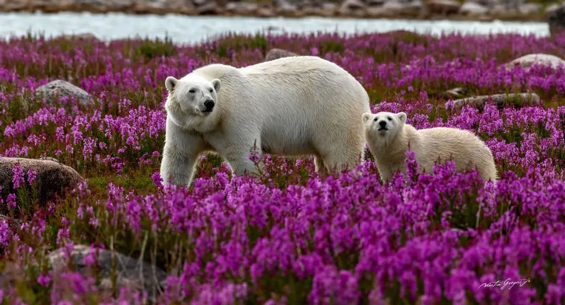 خرس قطبی مادر و توله‌هایش میان گل‌های وحشی