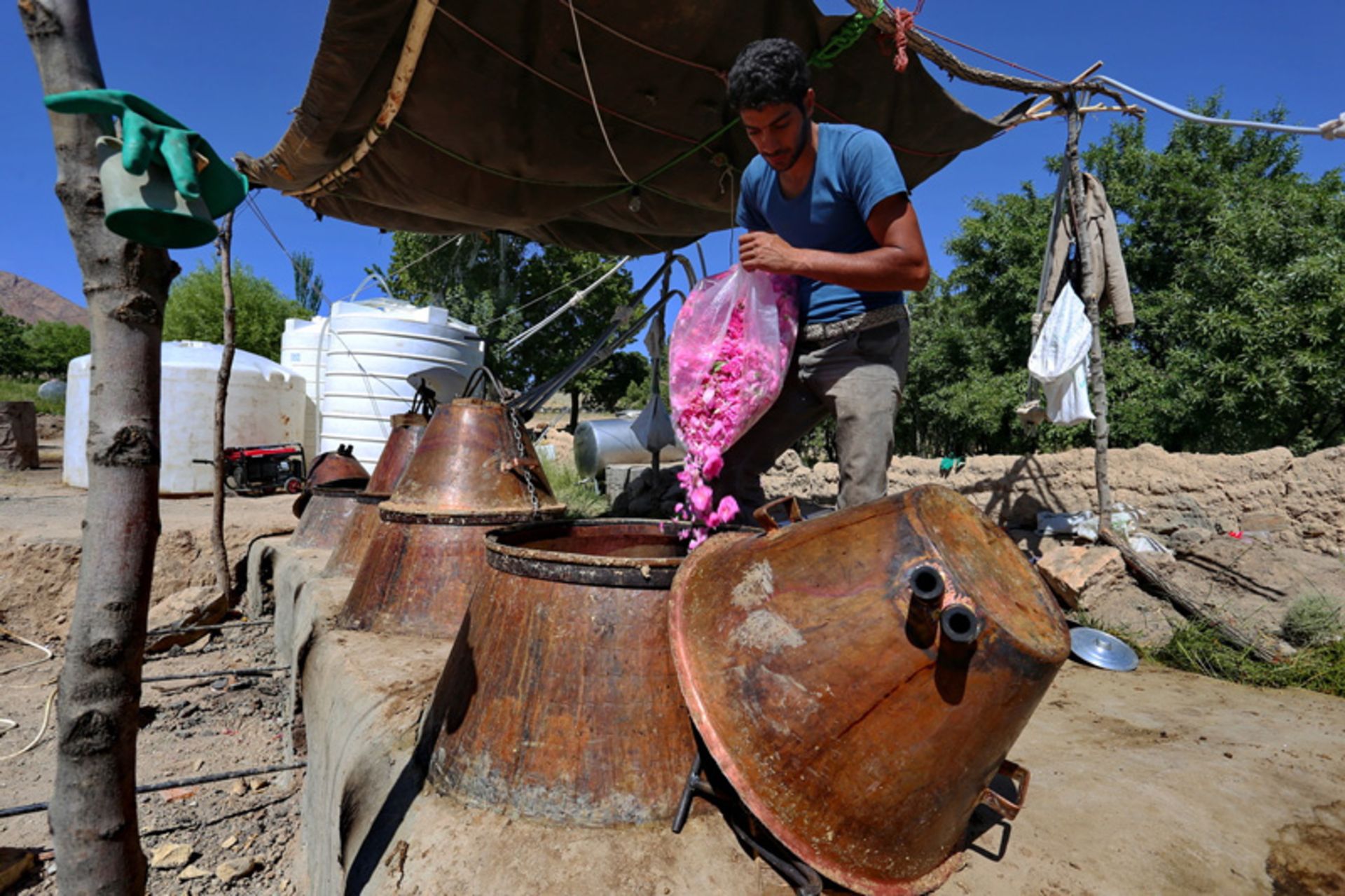 گلابگیری در دلیجان