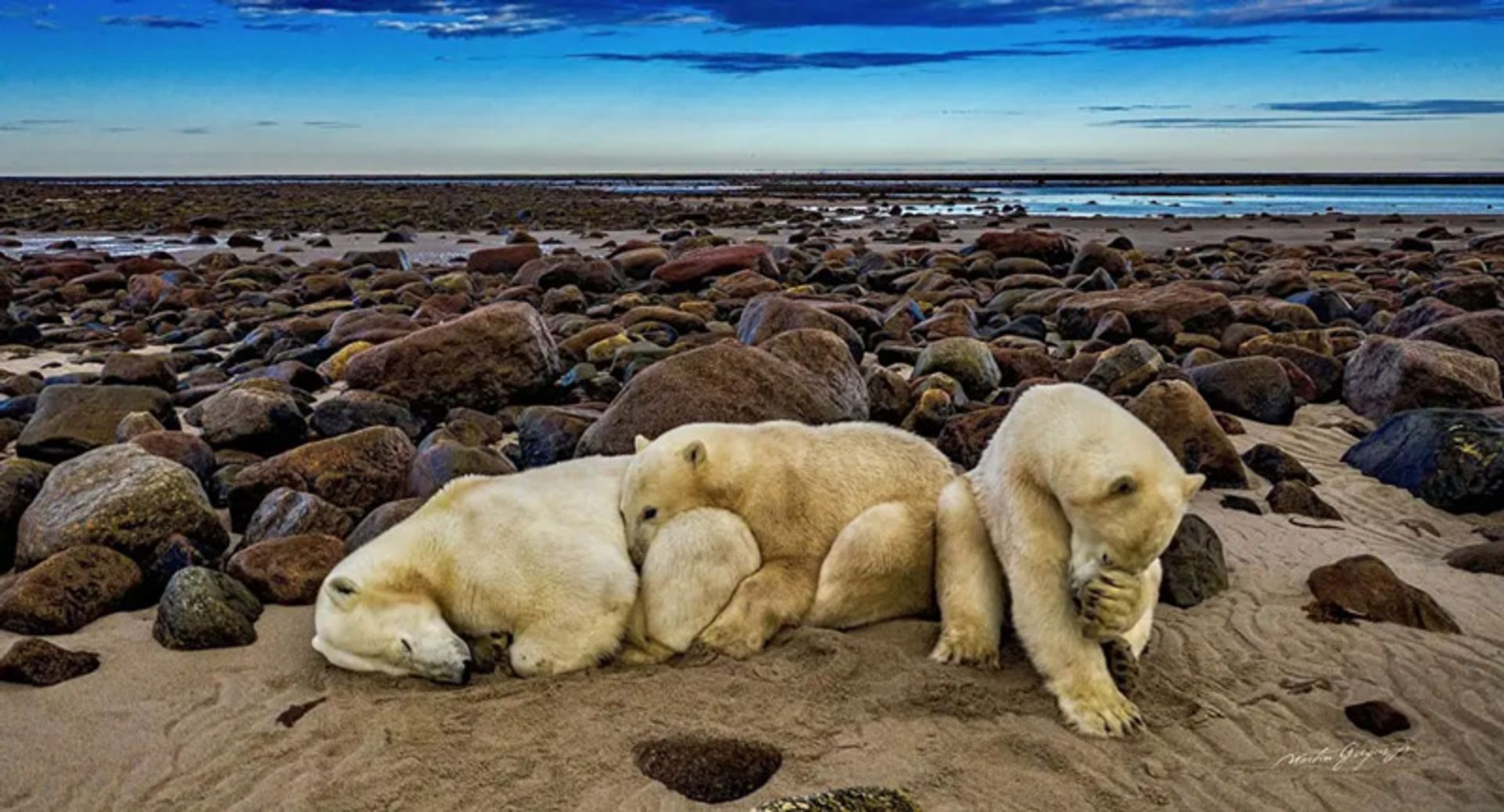 خرس قطبی مادر و توله‌هایش در حال استراحت