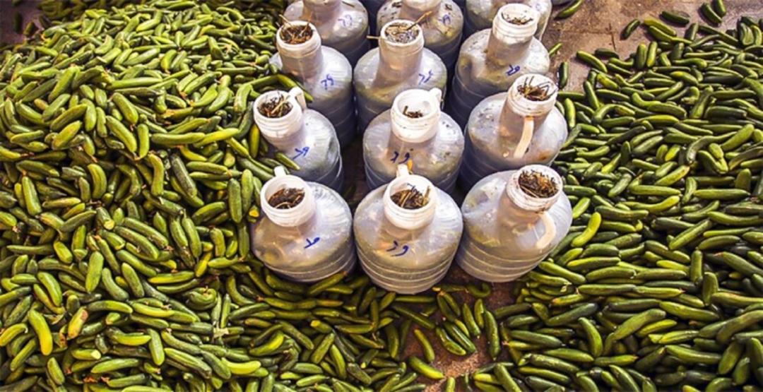 خیار شور بروجرد