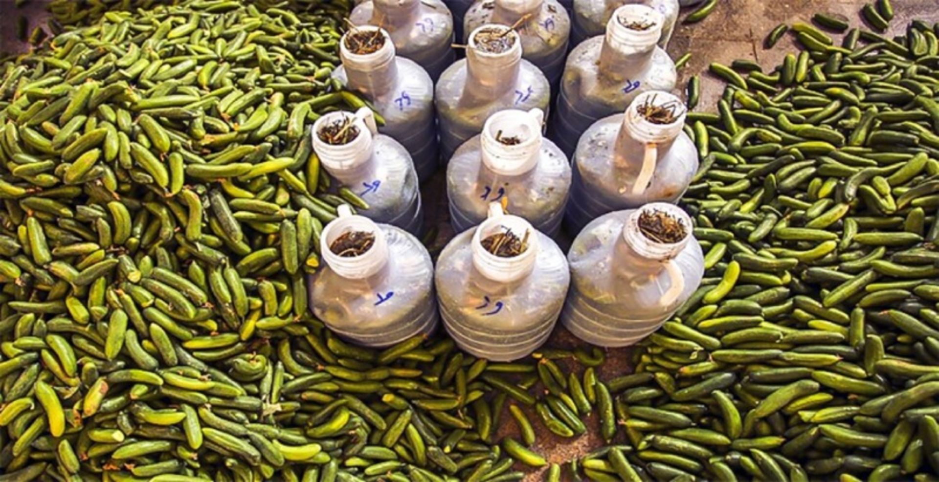 خیار شور بروجرد