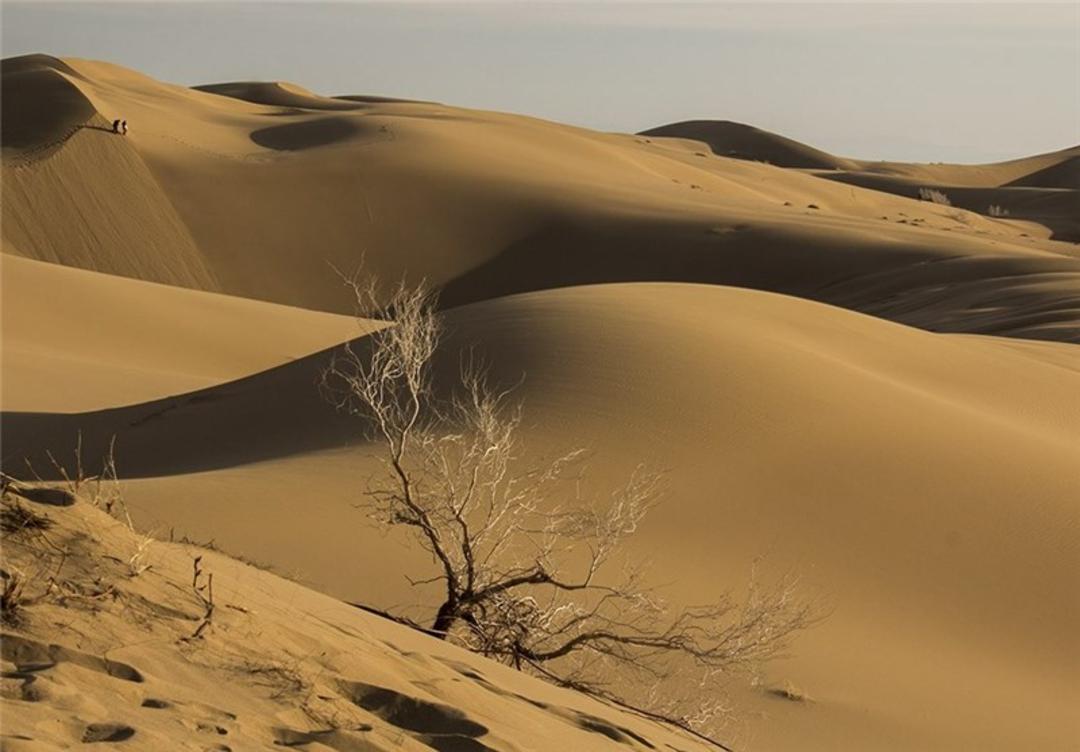پوشش گیاهی در کویر مرنجاب