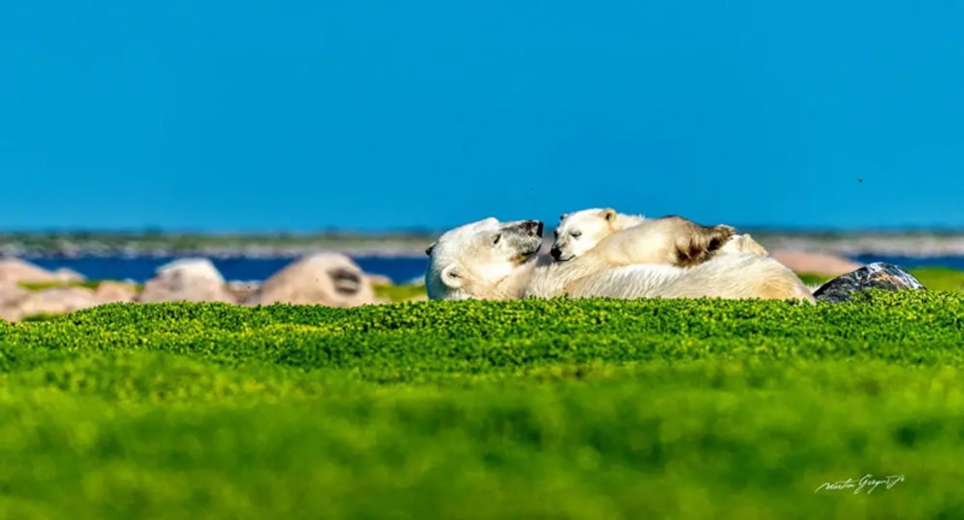 خرس‌های قطبی در سبزه‌زار شمالگان