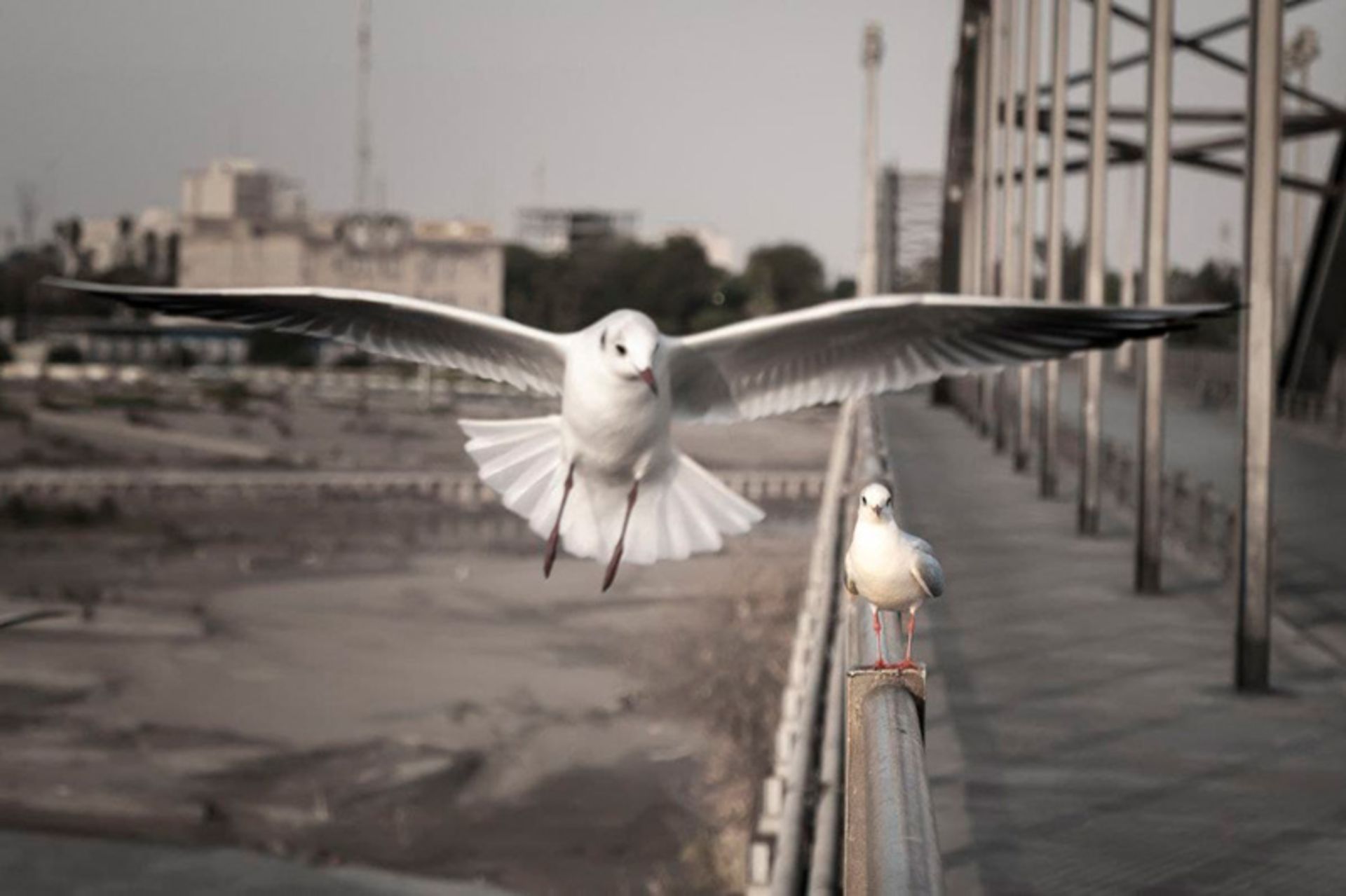 دو کبوتر روی پلی در اهواز