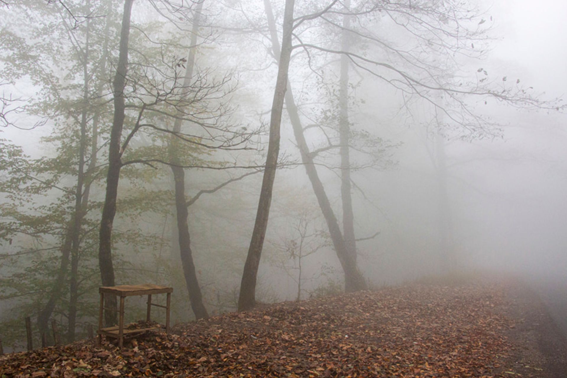 نیمکتی در جنگل جاده اسالم به خلخال
