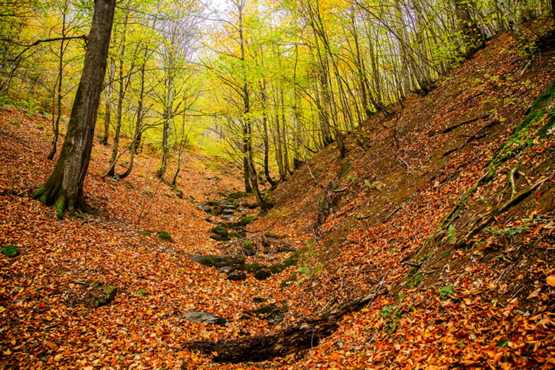 دره جنگلی در فصل پاییز