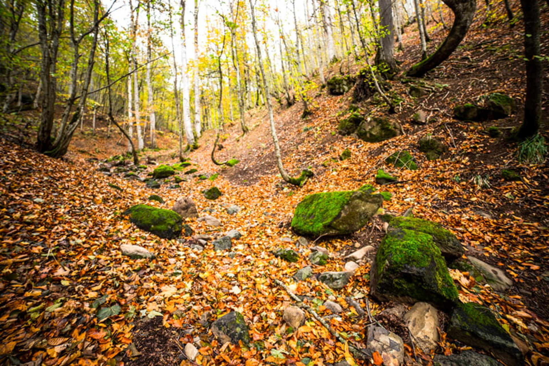 صخره‌های پوشیده از خزه در جنگل پاییزی