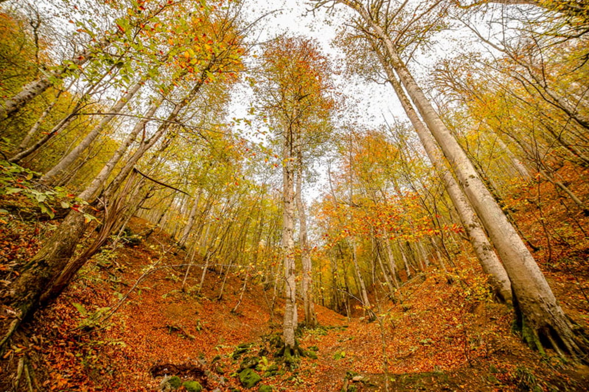 طبیعت جنگل پاییزی جاده اسالم به خلخال