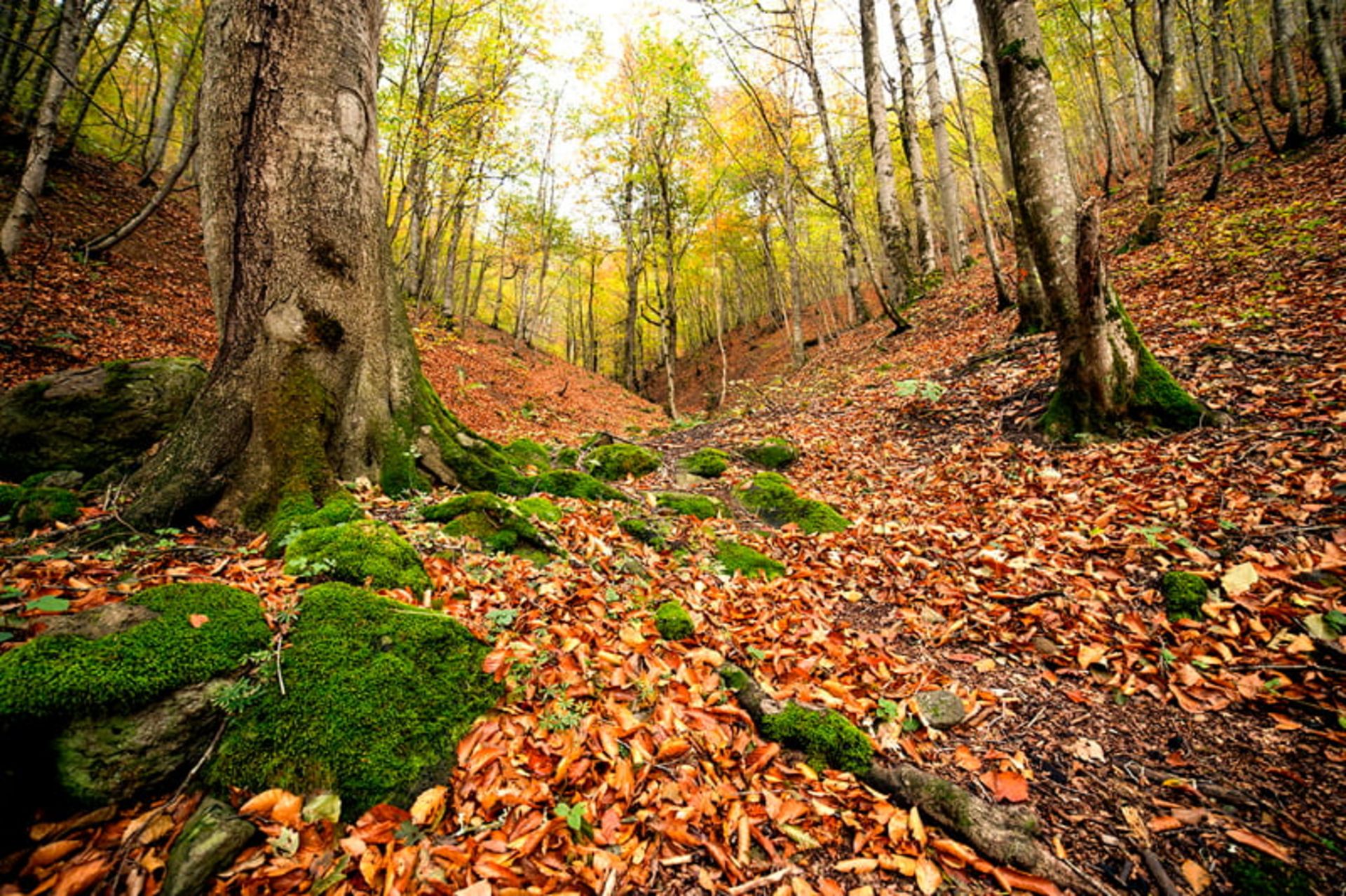 برگ ریزان پاییزی جنگل