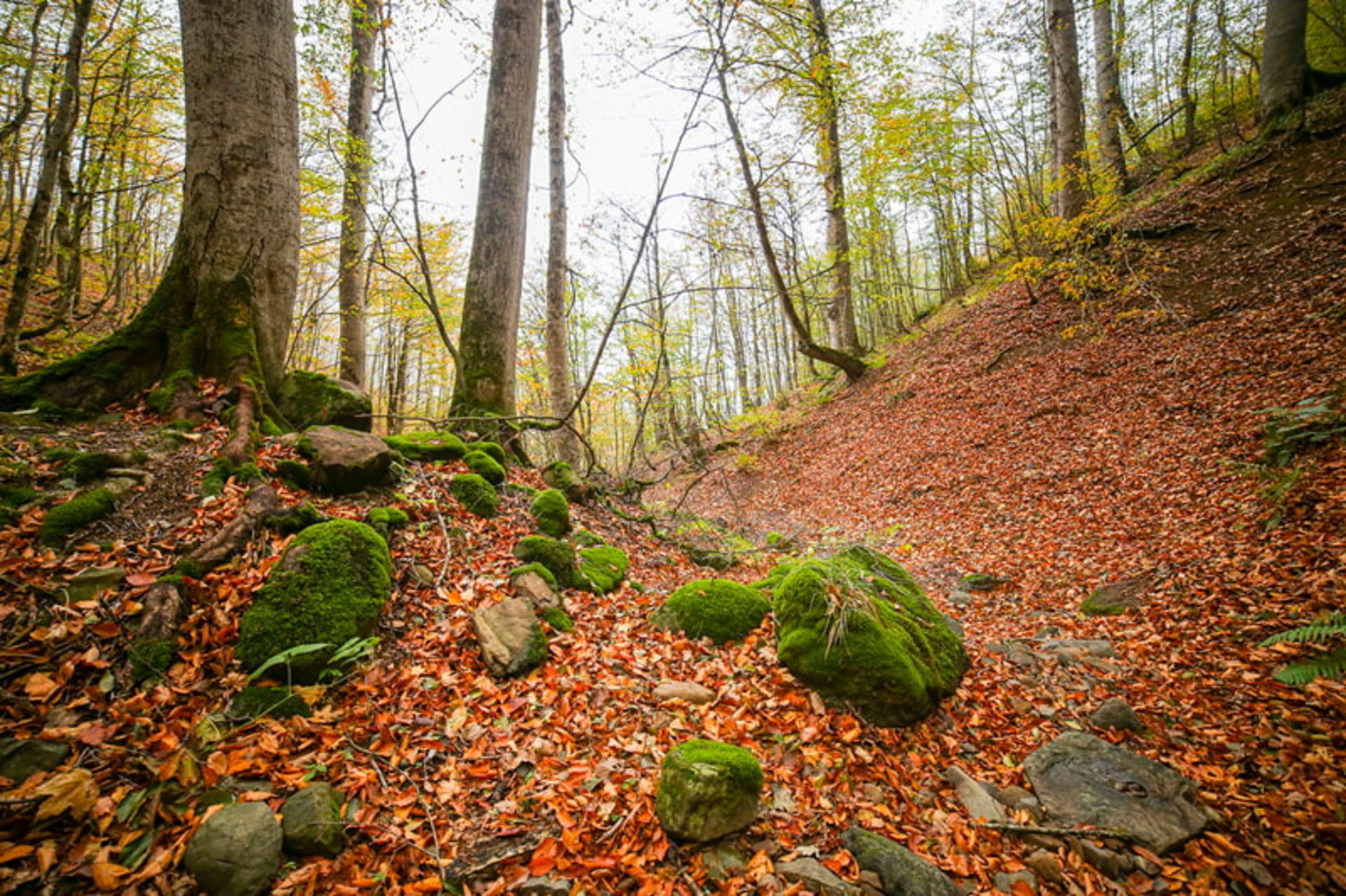 صخره‌های پوشیده از خزه در جنگل پاییزی جاده اسالم به خلخال