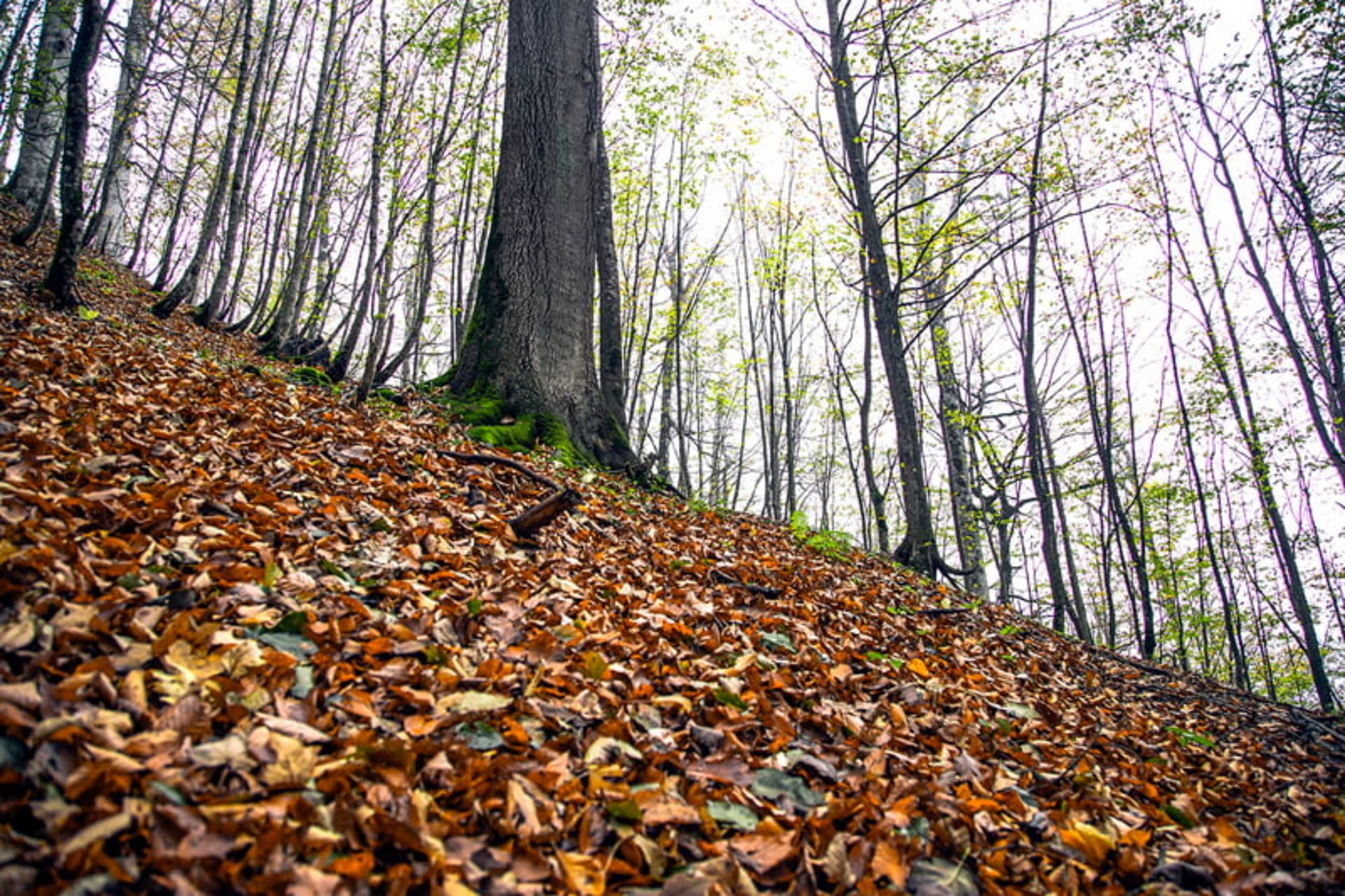 برگ های پاییزی جنگل