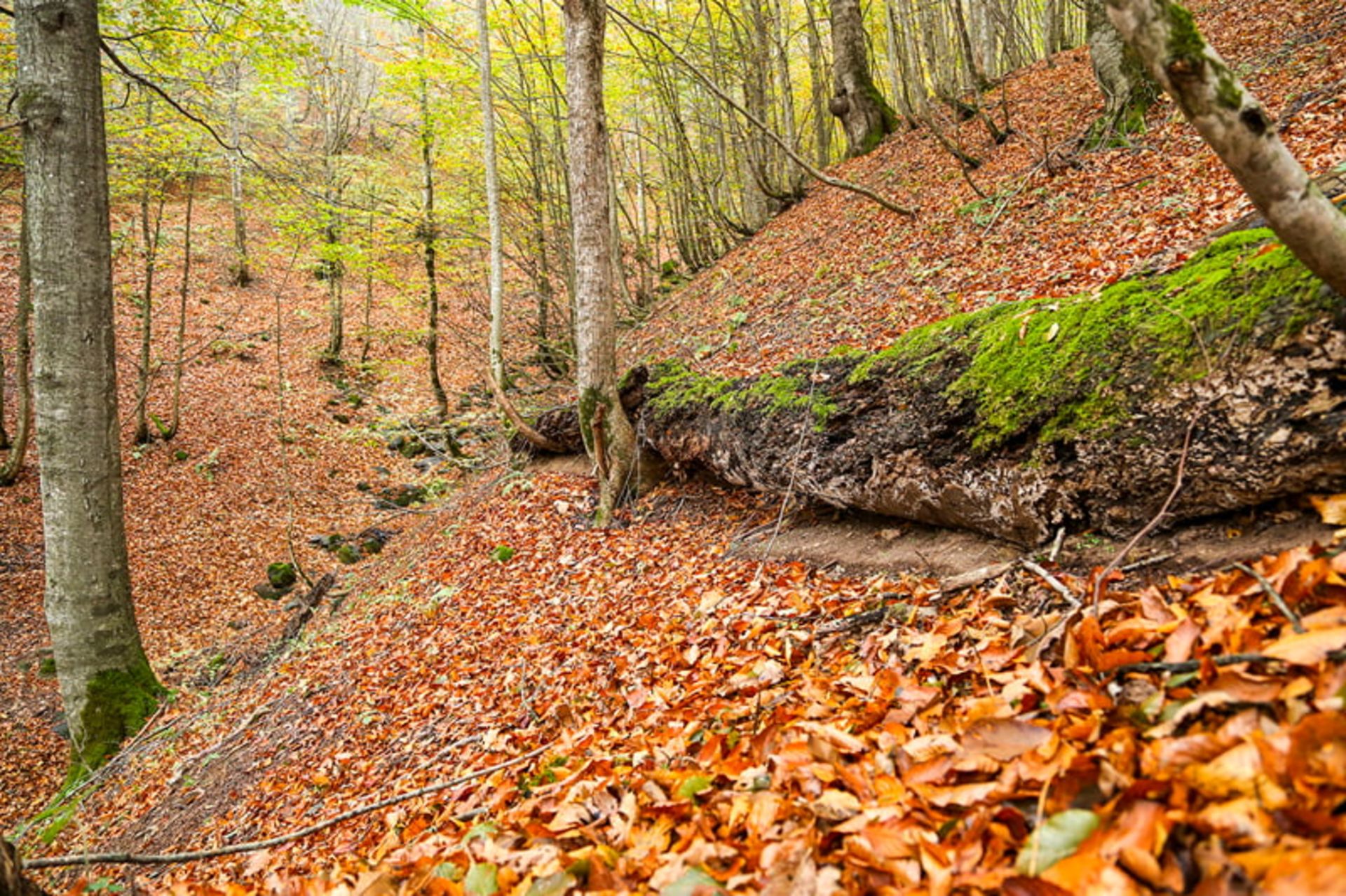 تنه خزه بسته درخت در جنگل پاییزی