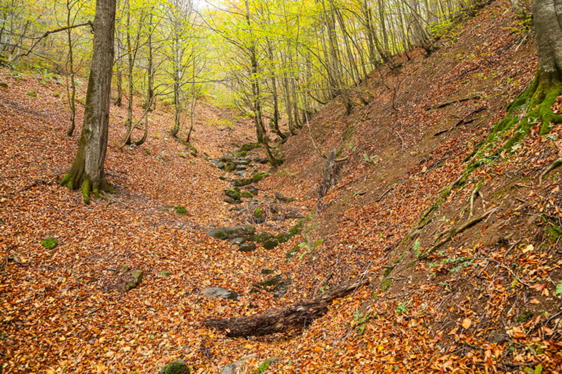 برگ های زرد و نارنجی جنگل در پاییز