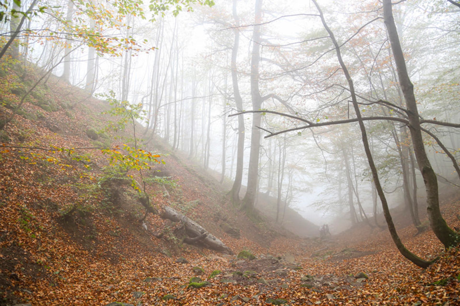 جنگل مه گرفته جاده اسالم