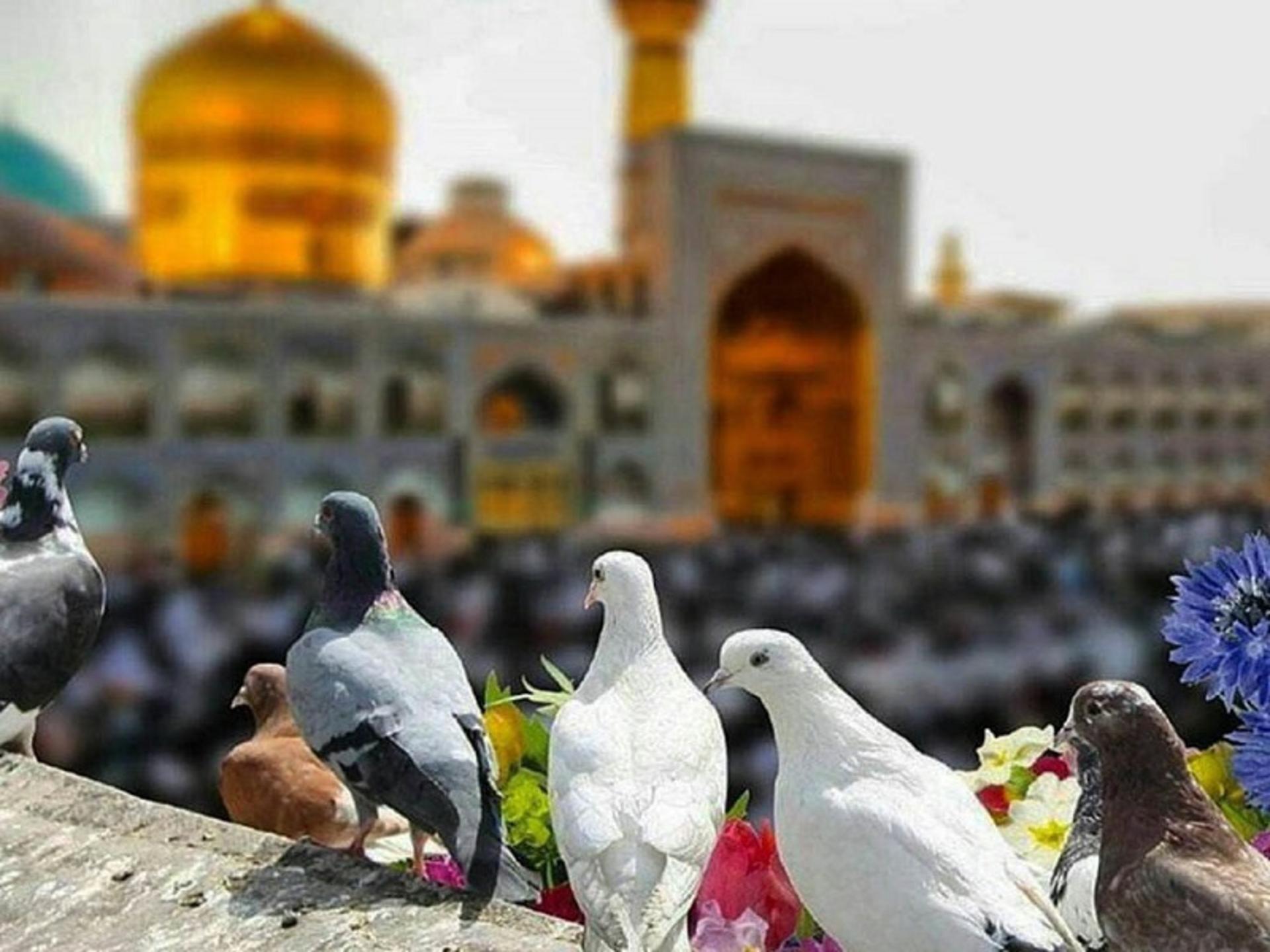 کبوترهای سفید در حرم امام رضا (ع)