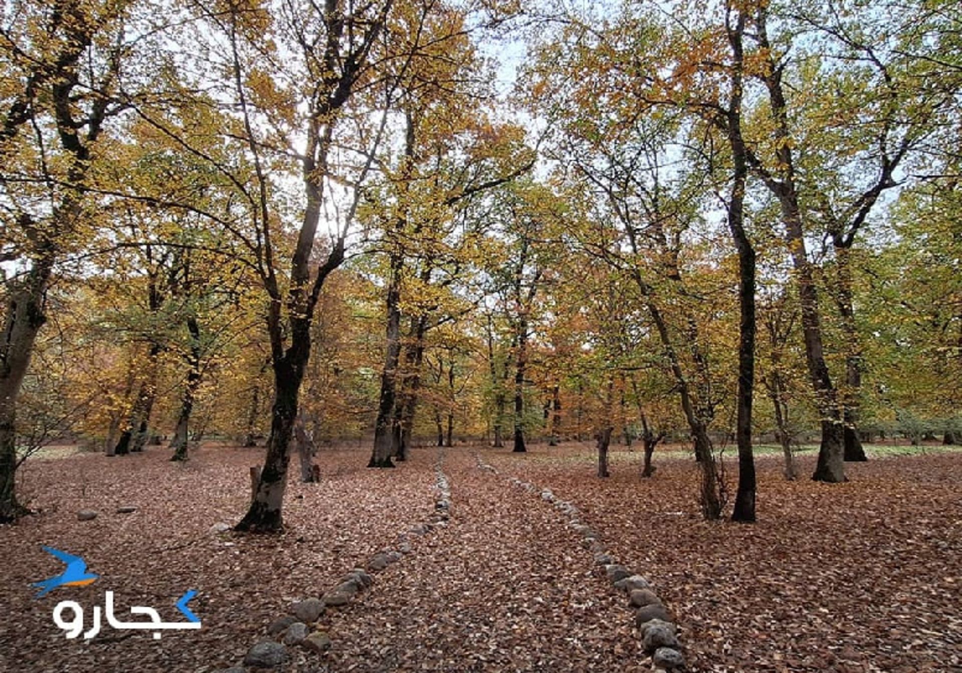 پارک جنگلی قرق