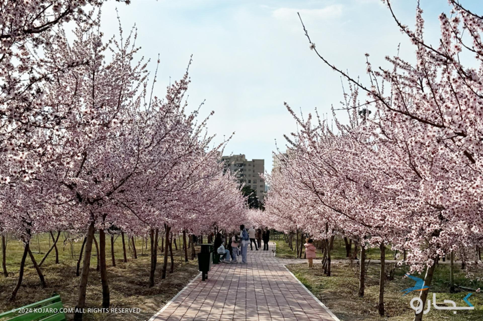 بهار و شکوفه‌های بهاری در بوستان سمن تهران