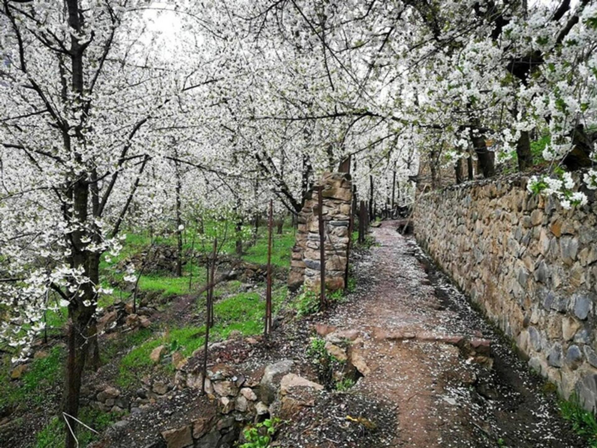 بهار در روستای رندان
