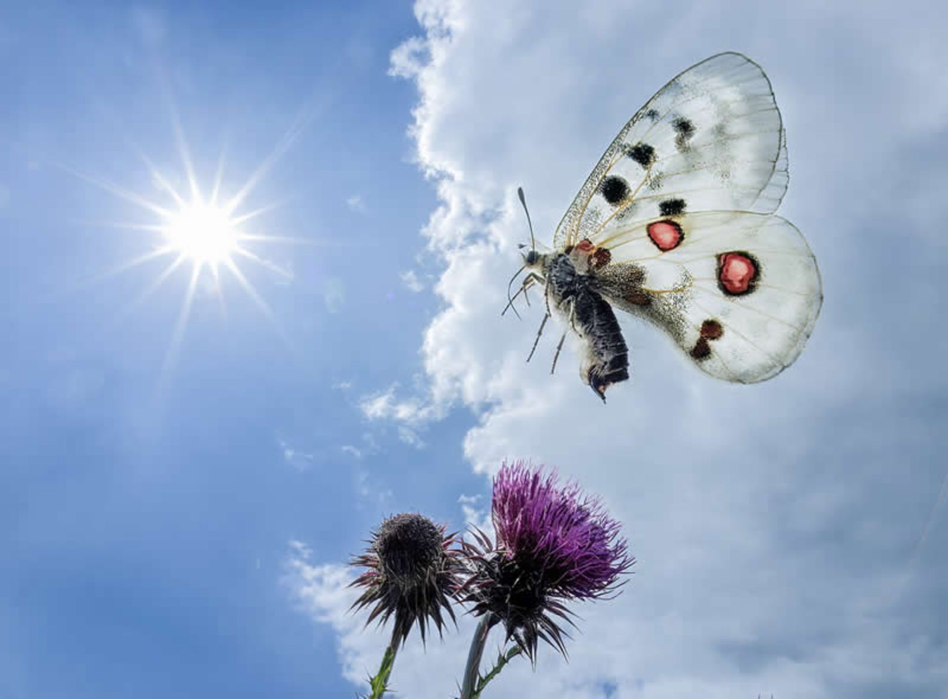 پرواز پروانه روی گل