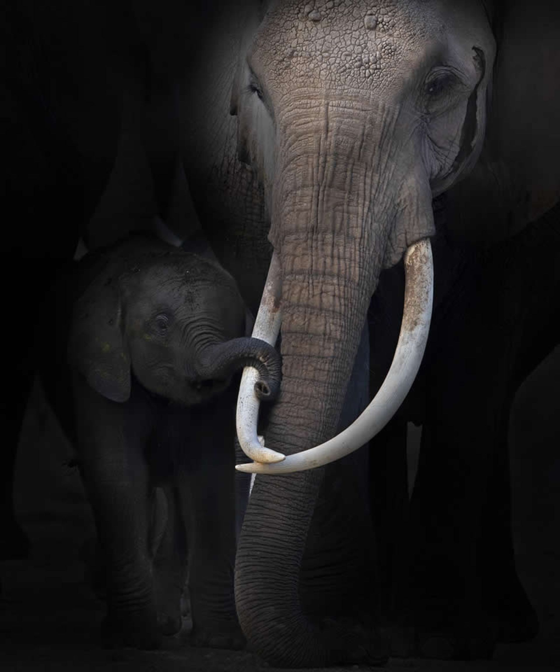 فیل مادر و بچه کنار هم