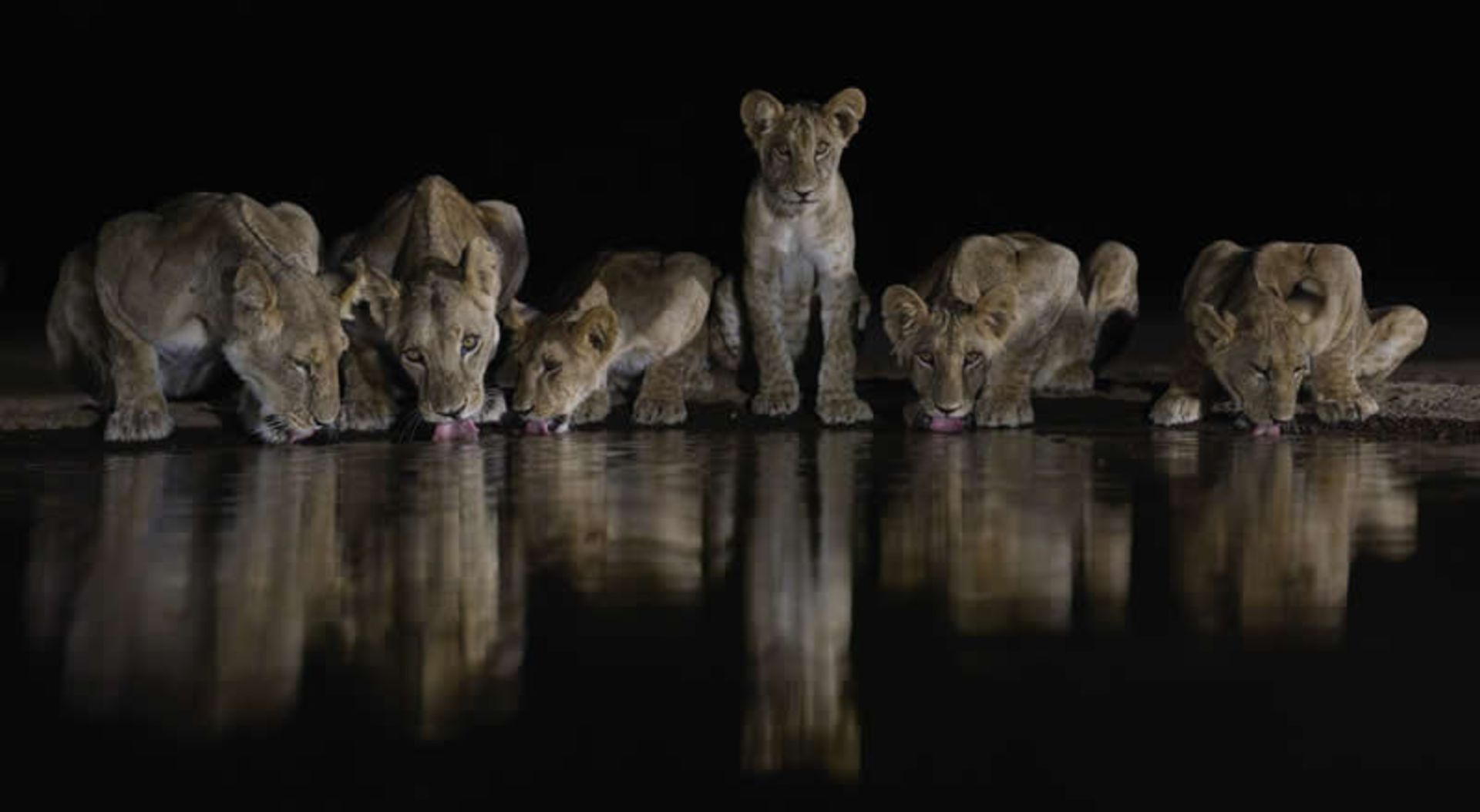 آب خوردن گله شیرها در تاریکی