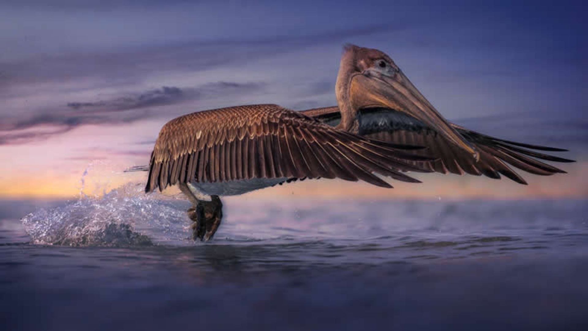  بلند شدن یک پلیکان از سطح آب