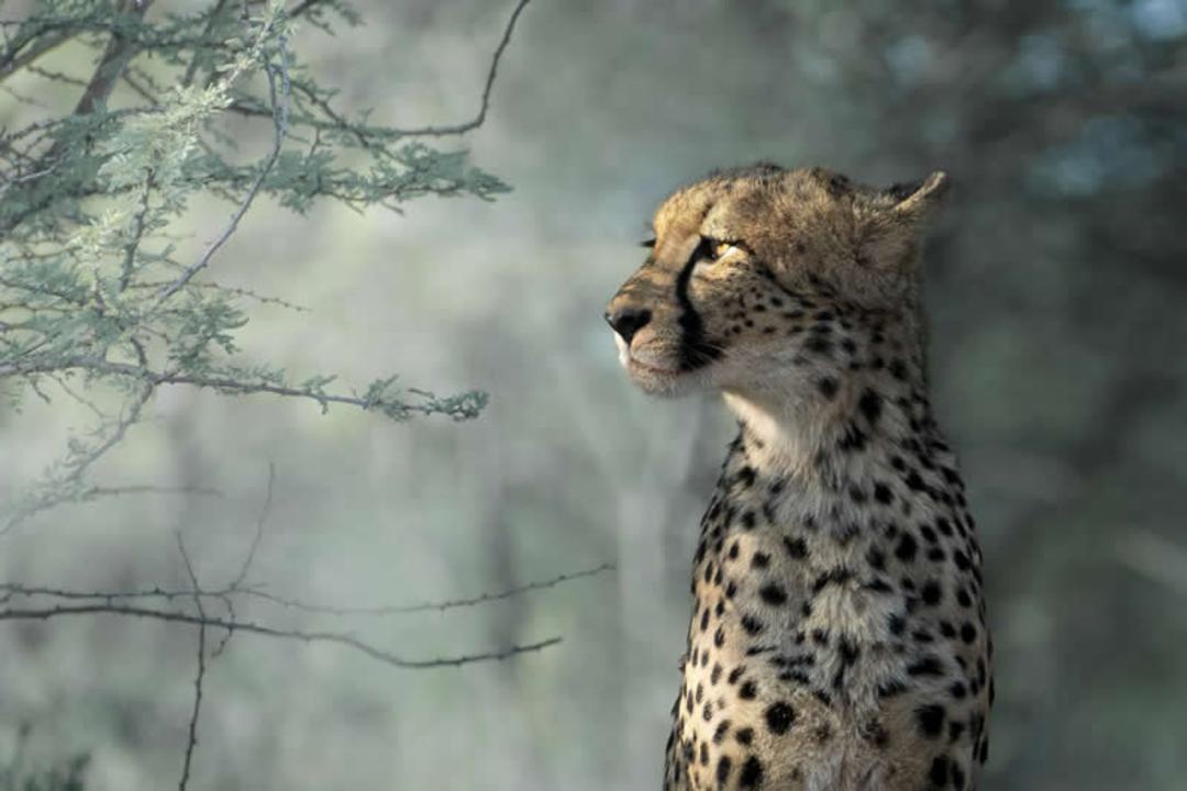 عکس نیم رخ یک یوزپلنگ