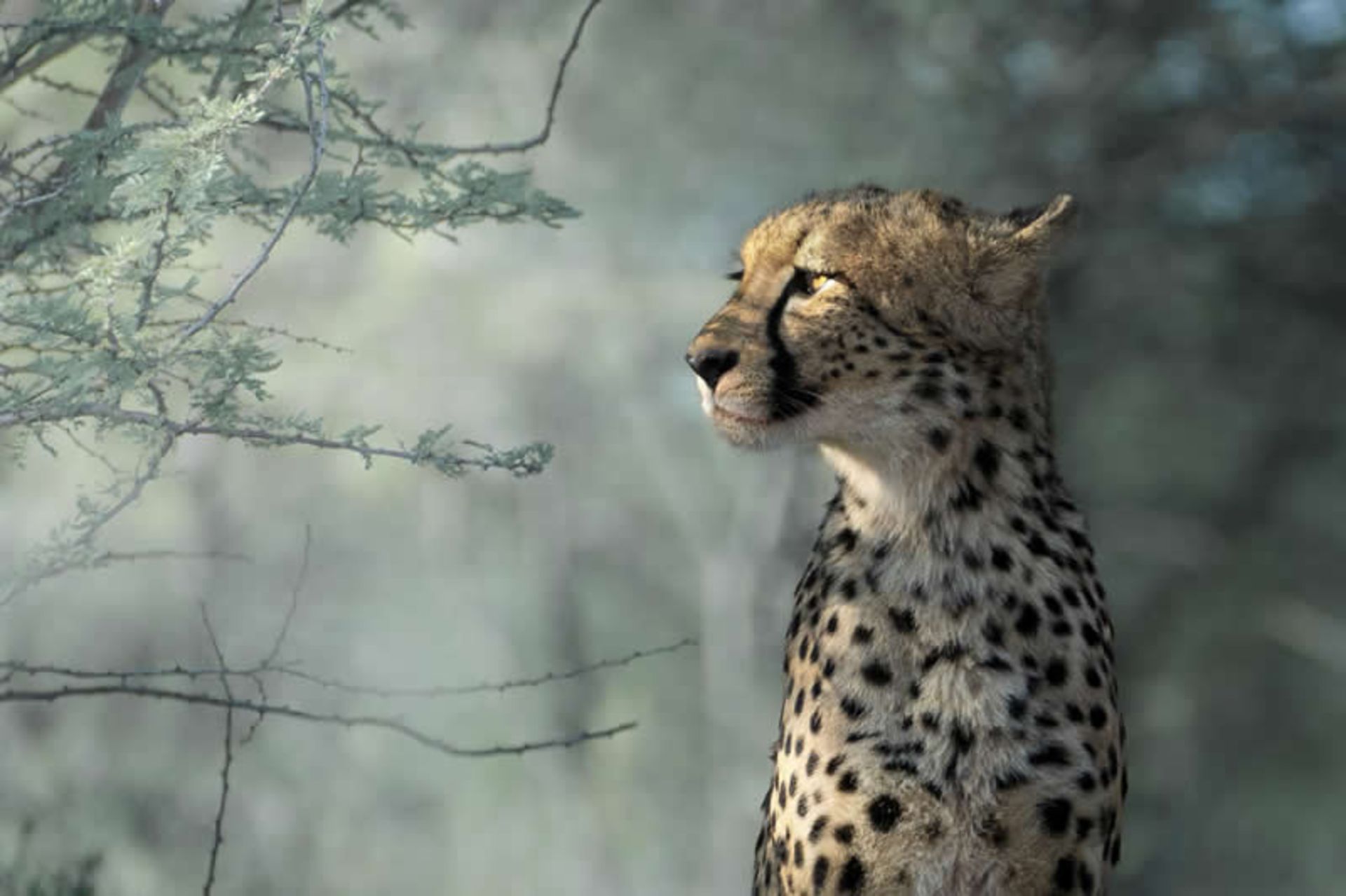 عکس نیم رخ یک یوزپلنگ