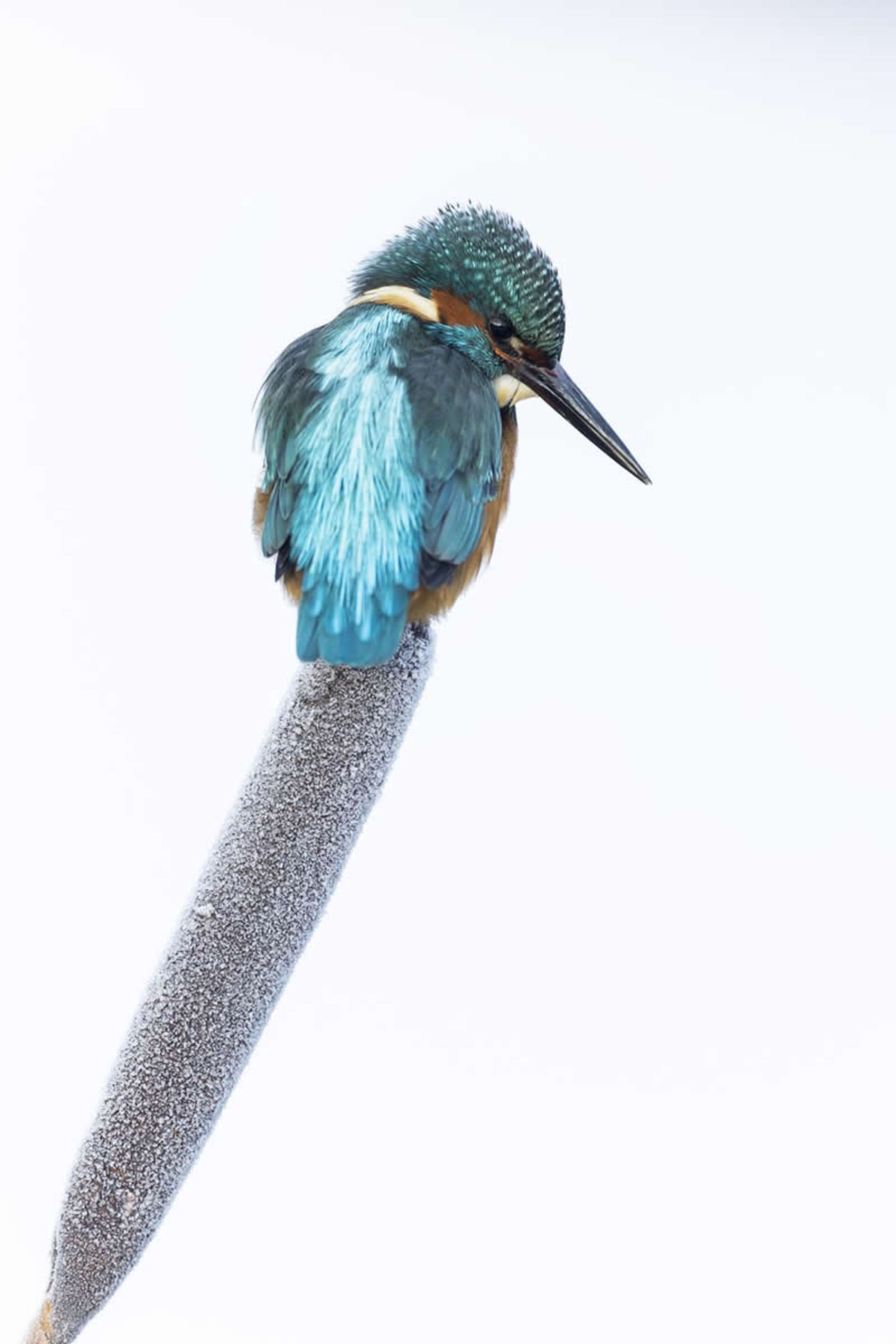 مرغ ماهی‌خوار روی یک توده یخ‌زده