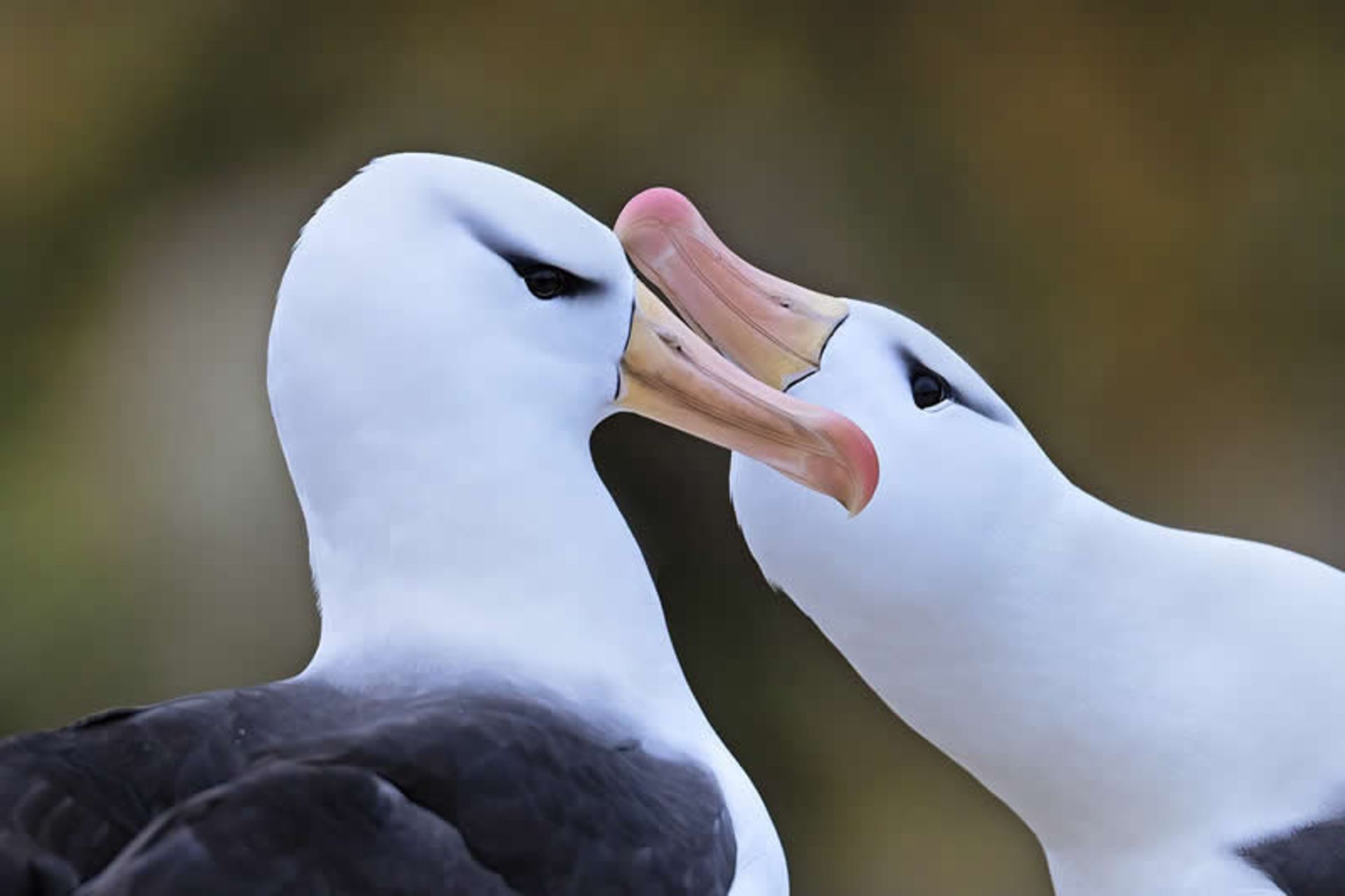 دو کبوتر دریایی‌