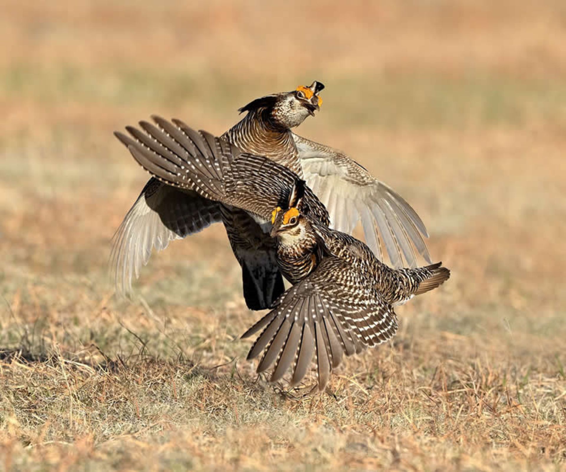نزاع دو مرغ وحشی در دشت
